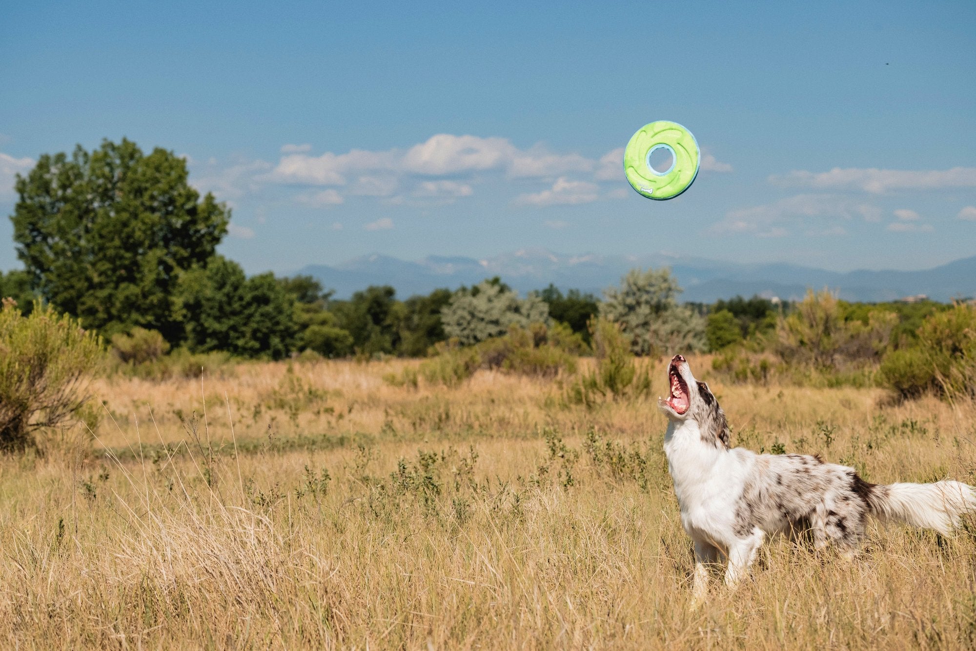 In a grassy field, surrounded by nature and clear skies, a white and brown dog leaps to catch a Chuckit! Amphibious ZipFlight frisbee in its mouth, showcasing its agility during a game of fetch.