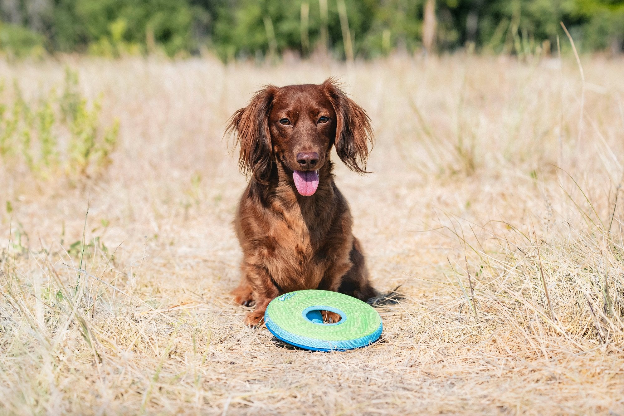 A brown dog with long ears sits on dry grass, playfully eyeing the camera with its tongue out. In front of it lies a Chuckit Amphibious Zipflight by Chuckit, a floating toy ideal for long-distance fetch amidst a backdrop of blurred greenery.