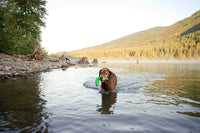 In a tranquil lake, a brown dog holds a Chuckit! Amphibious Boomerang by Chuckit in its mouth. Mist rises from the water against a backdrop of rocky shores and tree-covered hills beneath a clear sky.