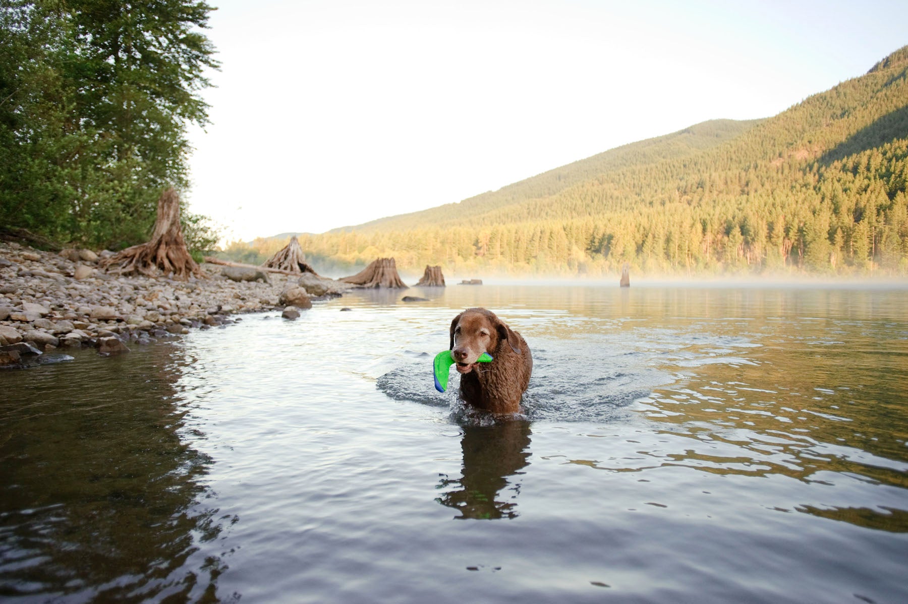 In a tranquil lake, a brown dog holds a Chuckit! Amphibious Boomerang by Chuckit in its mouth. Mist rises from the water against a backdrop of rocky shores and tree-covered hills beneath a clear sky.