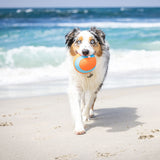 A fluffy dog with a speckled coat joyfully carries a Chuckit! Amphibious Mega Ball by Chuckit in its mouth, strolling along a sandy beach as ocean waves crash behind them, showcasing the playful spirit of water-loving canines.