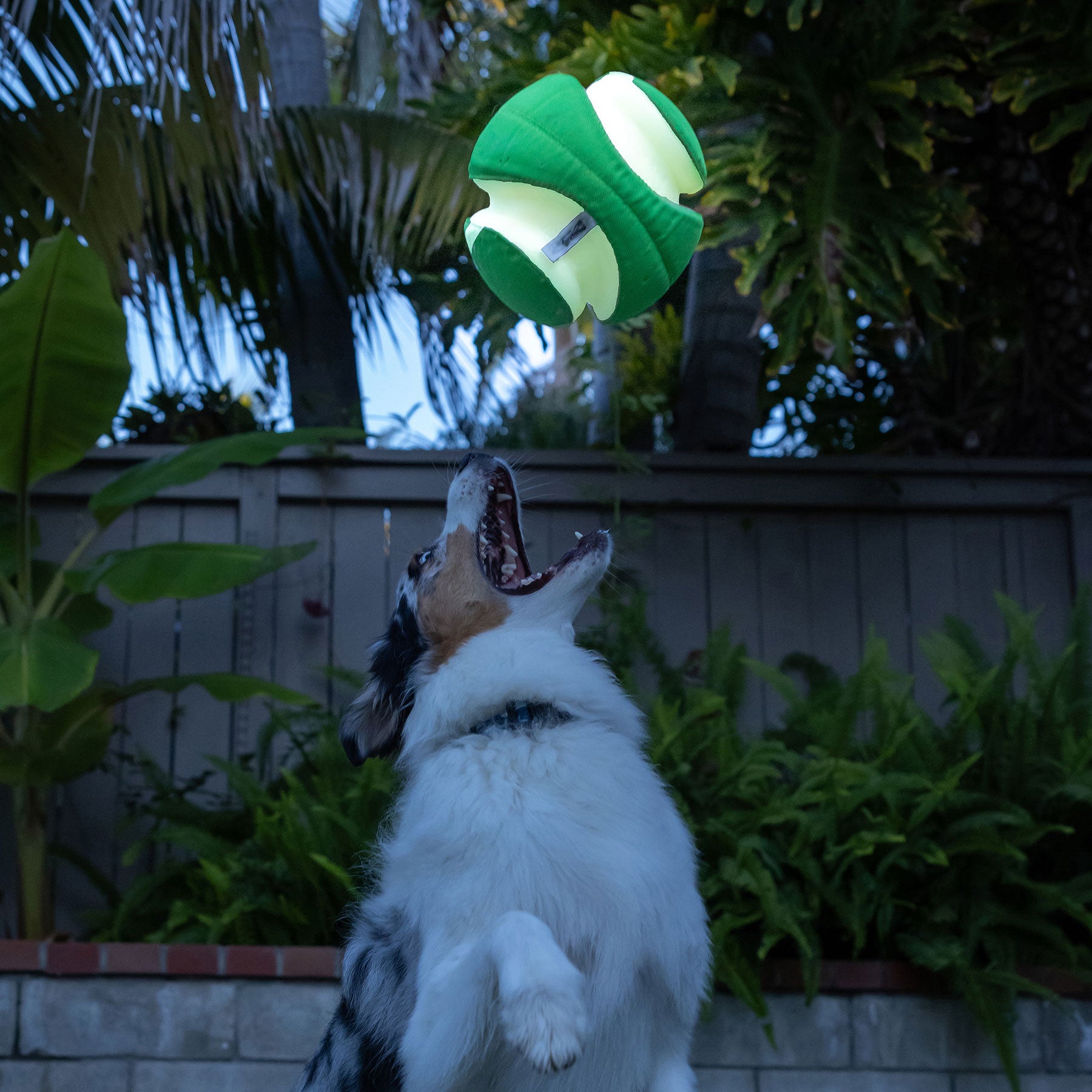 A fluffy-coated dog jumps excitedly in a garden with mouth open, aiming for the Chuckit! Kick Fetch Max Glow. This interactive toy from Chuckit glows green and white in mid-air against a backdrop of lush greenery and a wooden fence.