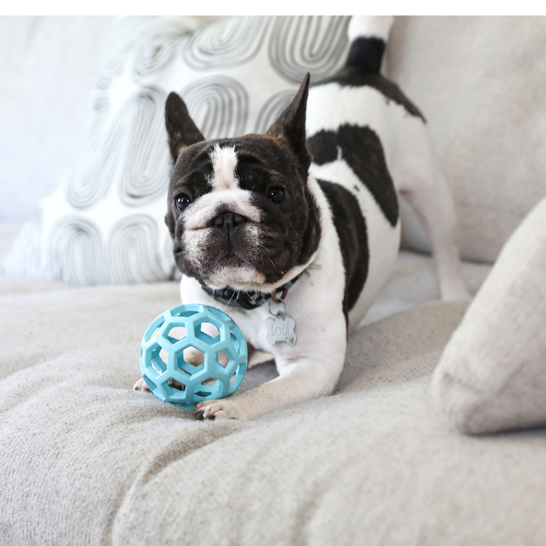 A black and white French Bulldog crouches playfully on a beige couch with a blue JW Hol-EE Roller Trend-EE made of natural rubber in front, looking alert for mental stimulation amidst the decorative pillows.