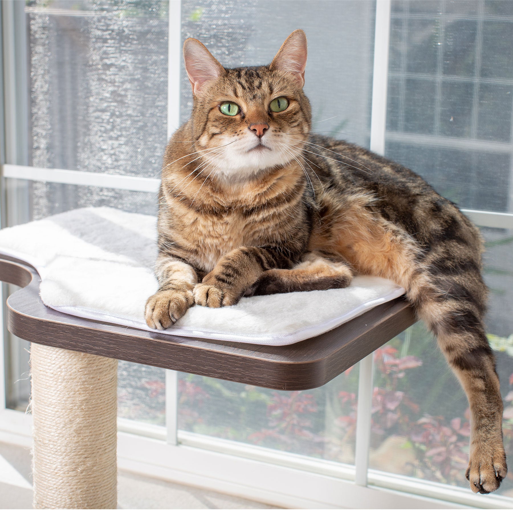 A green-eyed tabby cat lounges on a sunlit PetFusion Ultimate Cat Window Climbing Perch. The feline sits comfortably with its tail draped over the edge, gazing at the camera while a scratching post beneath adds enrichment for this curious companion.