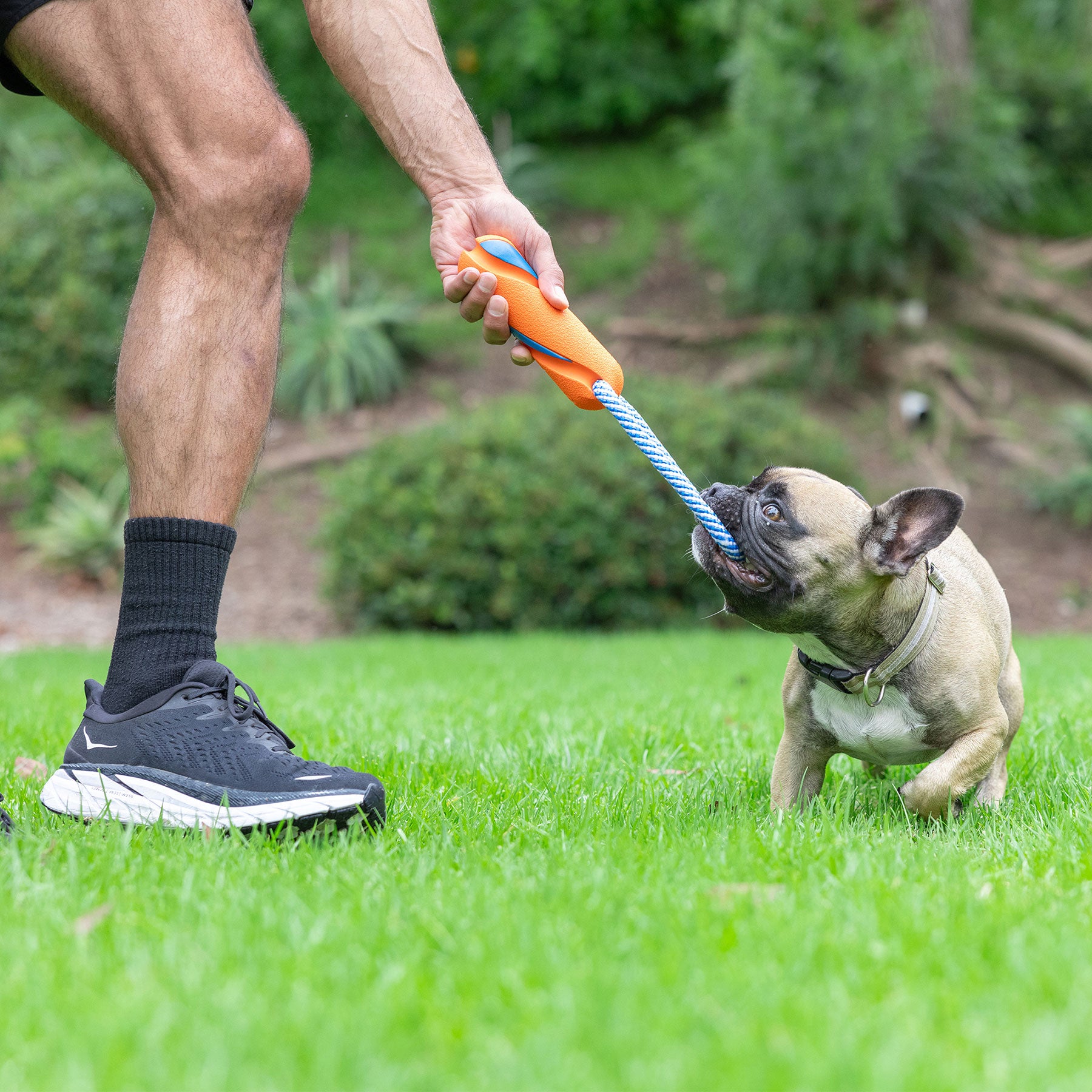 In a grassy outdoor setting, someone plays tug-of-war with a small dog using the durable Chuckit Ultra Bumper Tug Dog Toy. The dog tugs enthusiastically while the person wears black socks and sneakers.