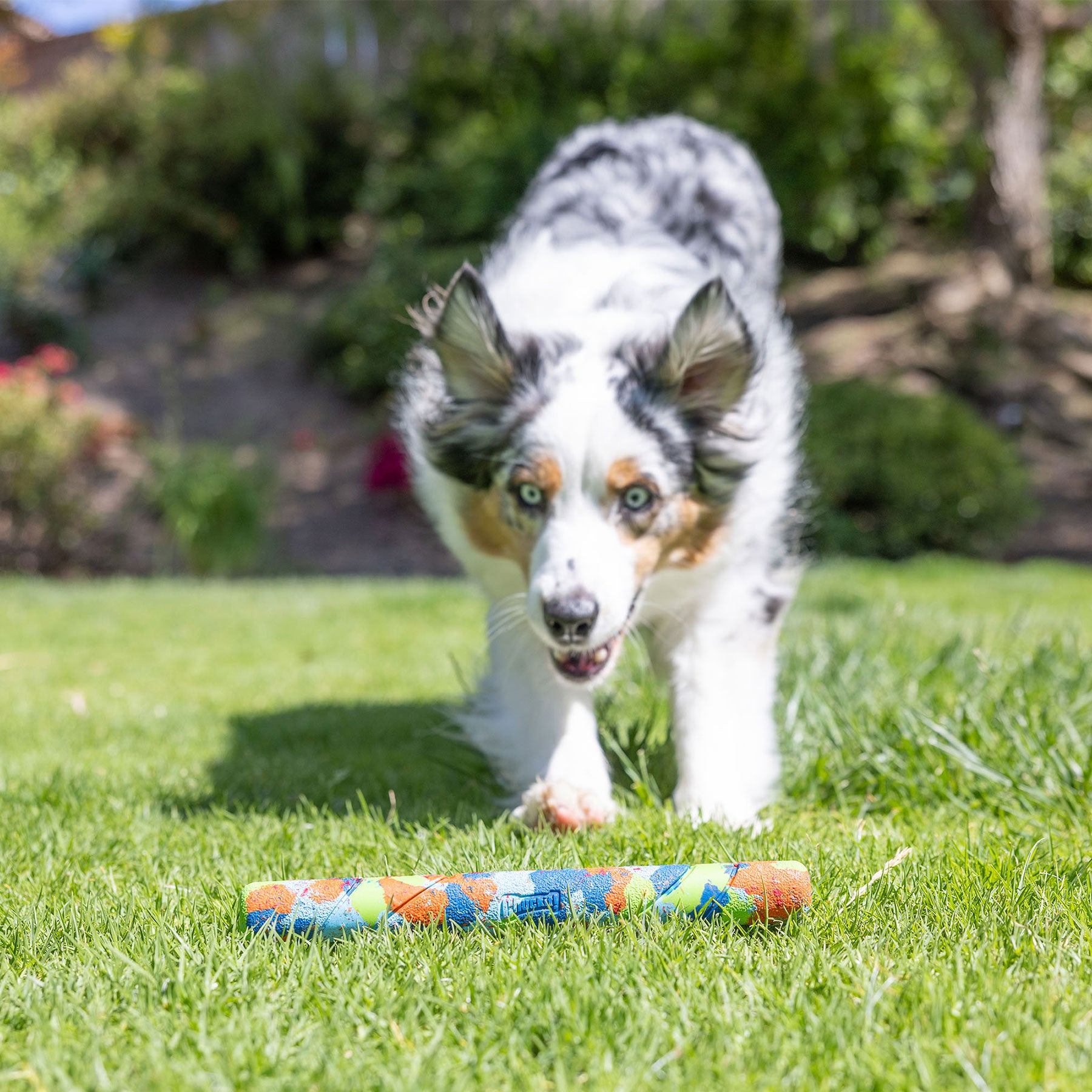 A fluffy-coated dog playfully crouches on a grassy lawn, eagerly focused on a Chuckit! EcoFetch Recycled Rubber Fetch Stick, made by Chuckit. In the background, there is a blurred garden with lush green foliage.