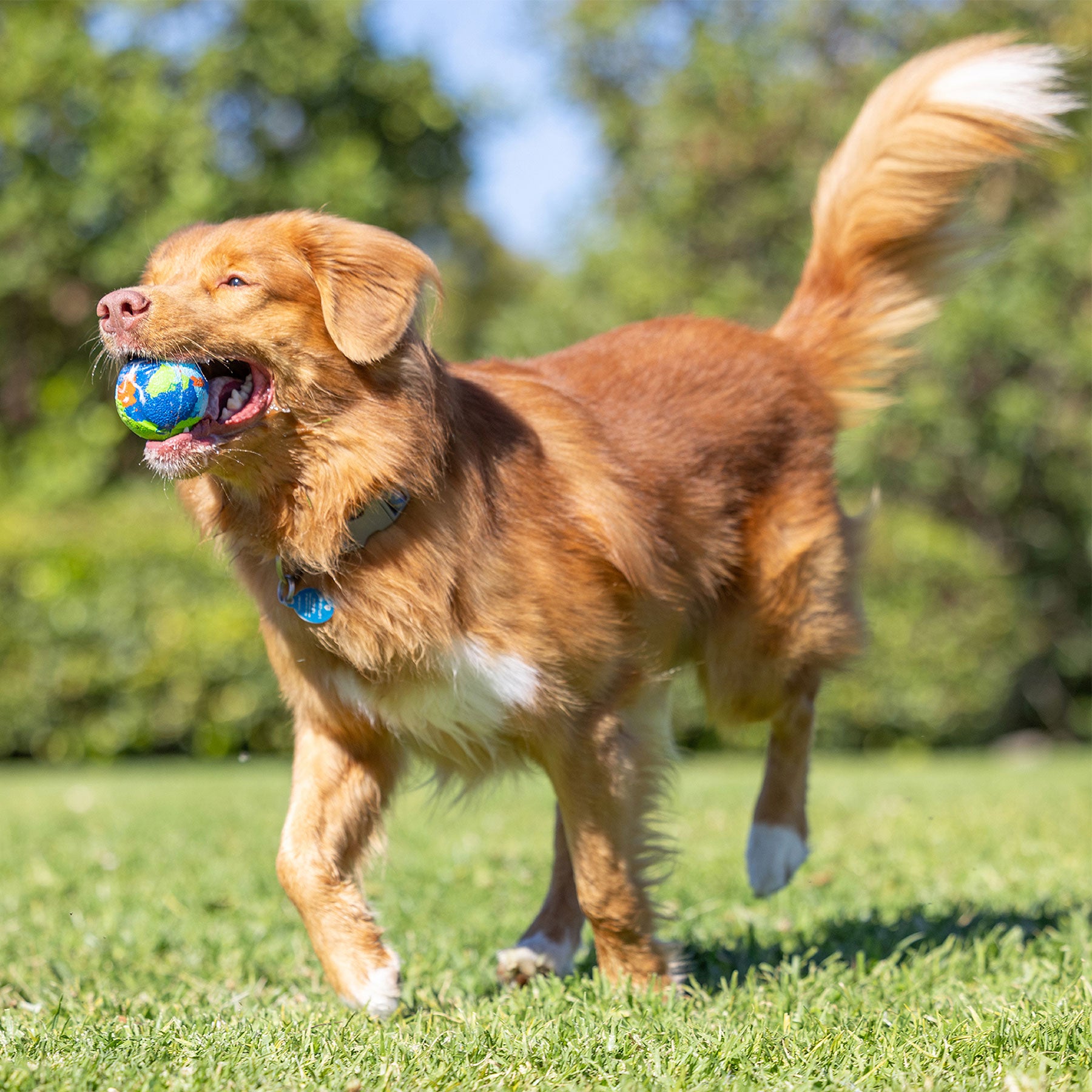 A fluffy brown dog with a bushy tail joyfully runs in a grassy field, gripping a Chuckit! EcoFetch Recycled Rubber Fetch Ball Medium. In the background, green trees blur under a clear blue sky, creating the perfect setting for eco-friendly playtime with Chuckit! Launchers.