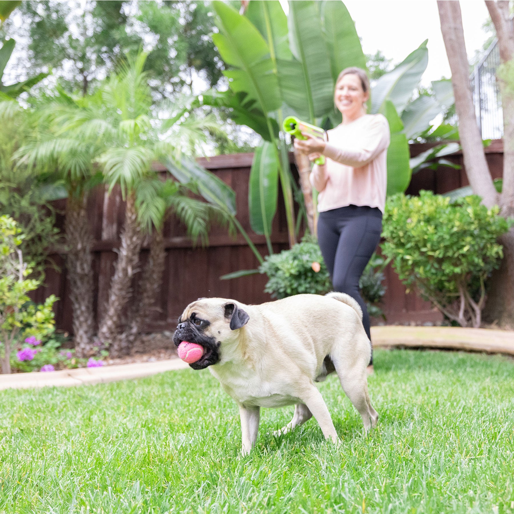 A pug stands on lush green grass, sporting a Hyper Pet pink tennis ball from Hyperpets 4 Pack in its mouth. A person smiles in the background, holding a ball launcher amid vibrant garden plants and trees at the dog park.