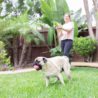 A pug stands on lush green grass, sporting a Hyper Pet pink tennis ball from Hyperpets 4 Pack in its mouth. A person smiles in the background, holding a ball launcher amid vibrant garden plants and trees at the dog park.