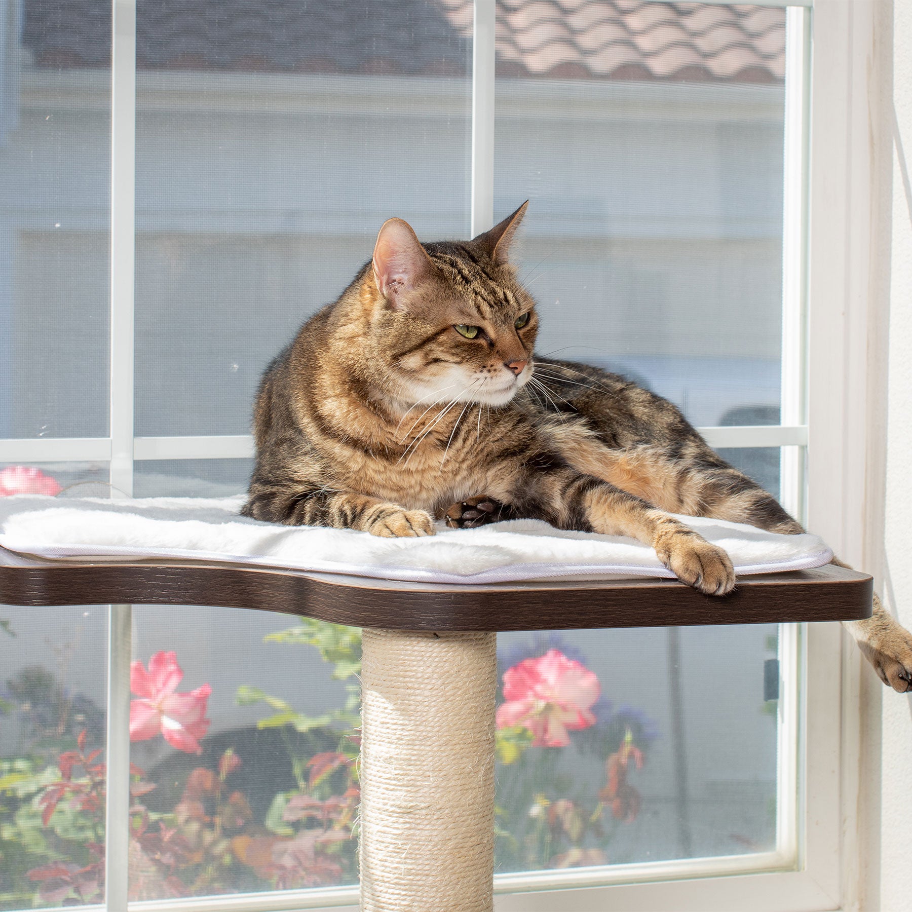 A tabby cat with green eyes relaxes on a PetFusion Ultimate Cat Window Climbing Perch, made of wood and rope, soaking in sunlight as vibrant flowers bloom outside the window. The cat gazes off to the side, enjoying enrichment from its perch.