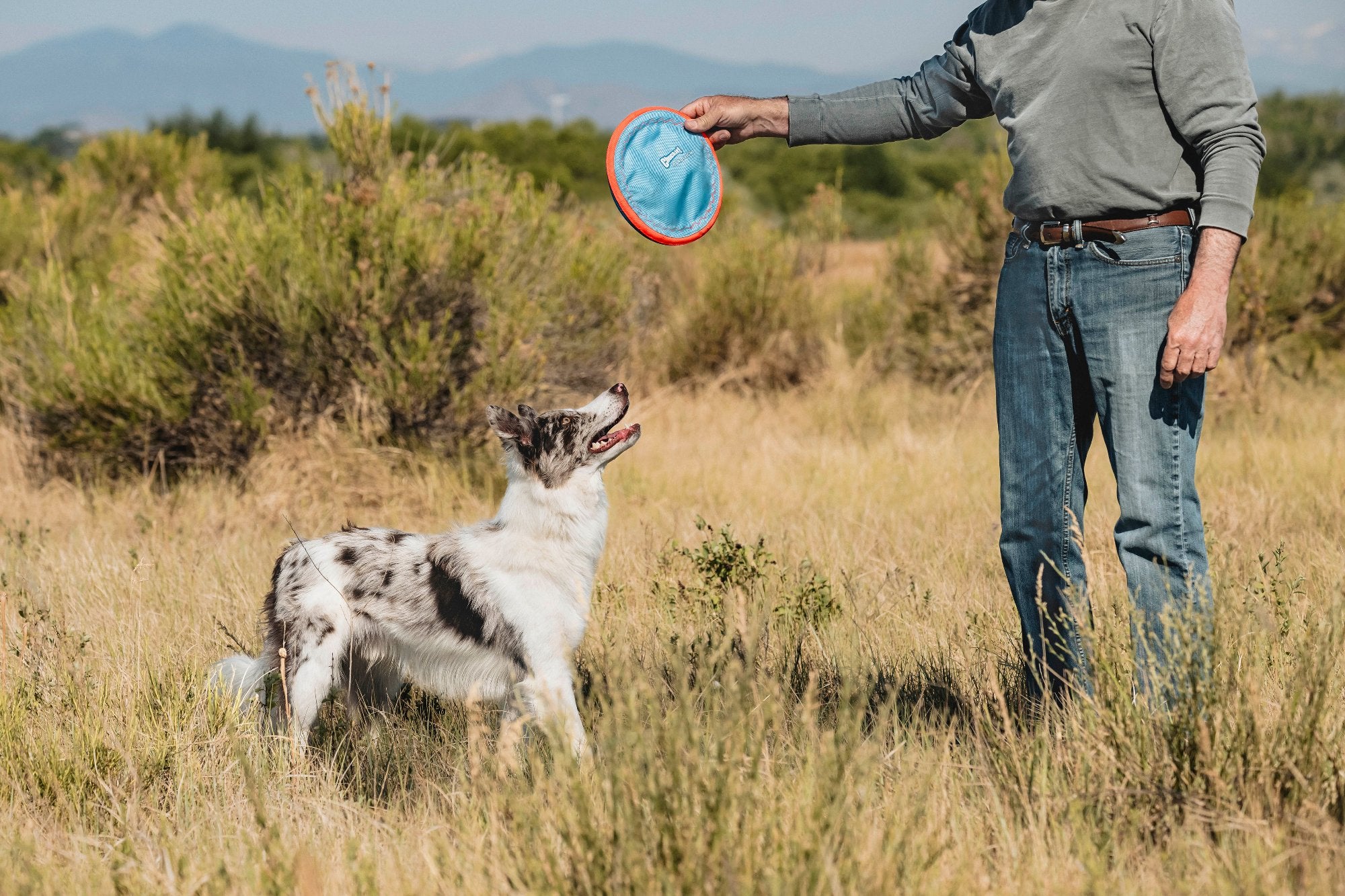 In a sunny, grassy field, someone in jeans and a gray sweater holds the aerodynamic Chuckit Paraflight Flyer Dog Toy, ready to throw it for an eager white and gray dog.