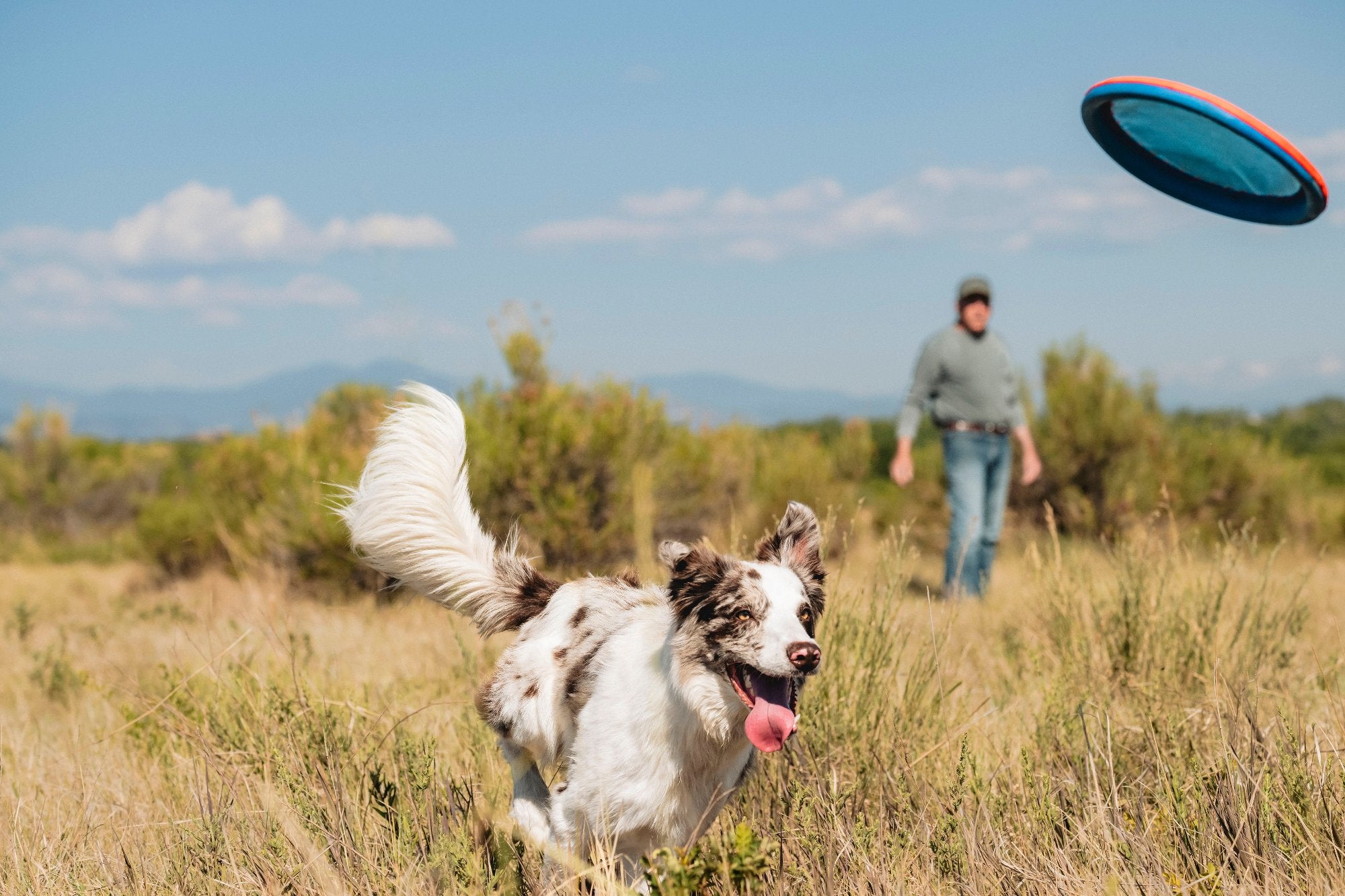 A joyful dog races through a grassy field, eagerly chasing a Chuckit Paraflight Flyer Dog Toy. In the background, a person in a gray shirt and cap stands with distant mountains visible under the clear blue sky.