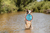 Amidst lush greenery, a dog stands in shallow water with a Chuckit! Paraflight Flyer Dog Toy from Chuckit, showcasing its durable blue and red design.