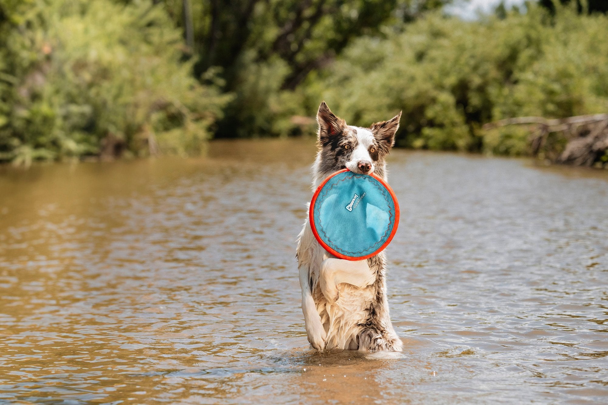 Amidst lush greenery, a dog stands in shallow water with a Chuckit! Paraflight Flyer Dog Toy from Chuckit, showcasing its durable blue and red design.