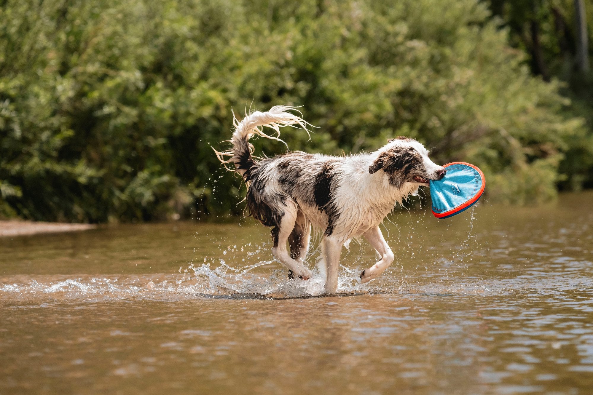 A wet dog frolics in shallow water, joyfully holding a Chuckit Paraflight Flyer Dog Toy from Chuckit! in its mouth. The lush green foliage serves as a vibrant backdrop for the dogs active and content play with the durable toy.