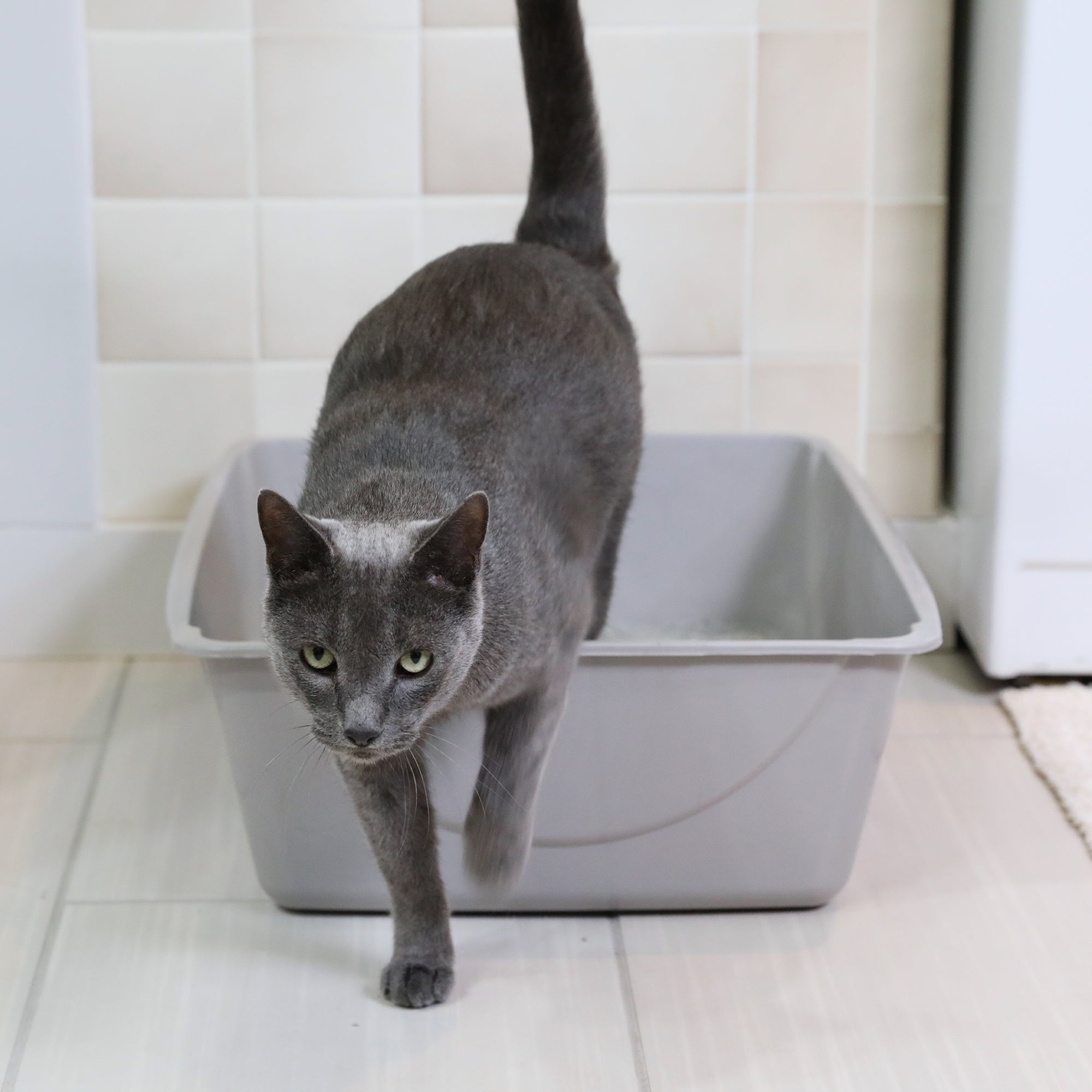 Petmate Basic Litter Box