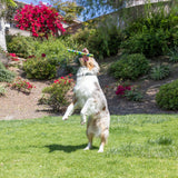 A dog leaps mid-air, catching a vibrant Chuckit! EcoFetch Recycled Rubber Fetch Stick. In the background, lush greenery and red blooms under a bright blue sky emphasize the happiness of sustainable play with Chuckits eco-friendly fetch toy.
