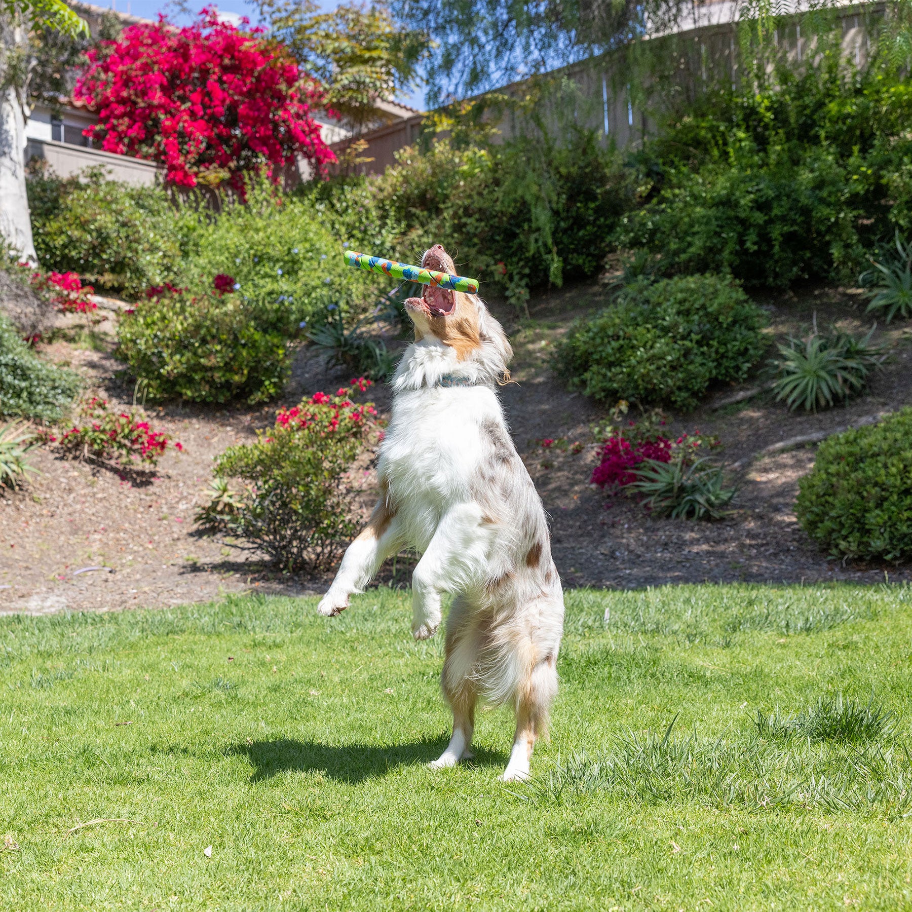 A dog leaps mid-air, catching a vibrant Chuckit! EcoFetch Recycled Rubber Fetch Stick. In the background, lush greenery and red blooms under a bright blue sky emphasize the happiness of sustainable play with Chuckits eco-friendly fetch toy.