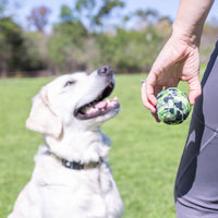 A cheerful dog with light fur sits on the grass, eagerly watching someone hold a Hyperpet Camo Tennis Ball 4 Pack. The sunlit park, with blurred trees and clear sky, creates the perfect backdrop for this playful scene.