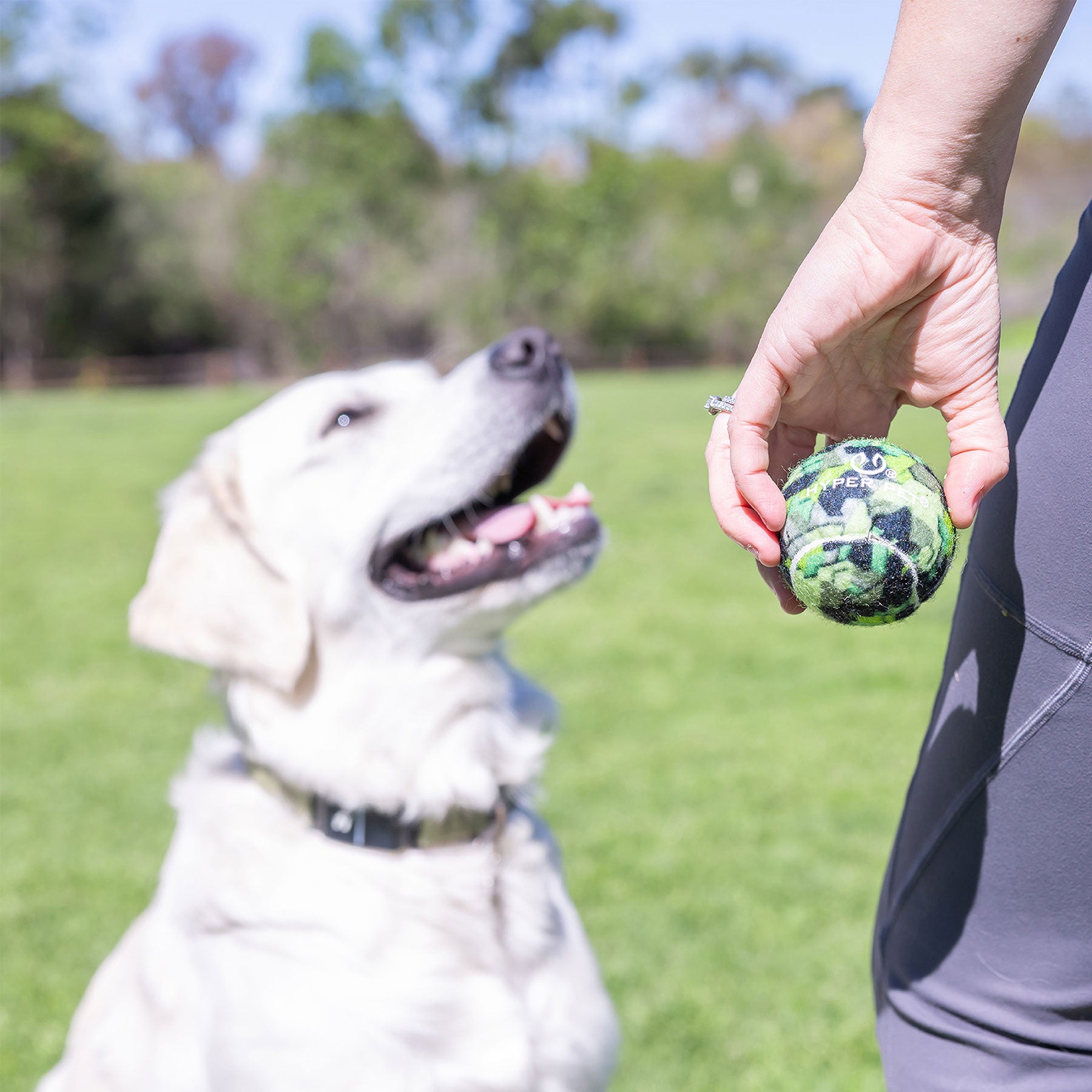 A cheerful dog with light fur sits on the grass, eagerly watching someone hold a Hyperpet Camo Tennis Ball 4 Pack. The sunlit park, with blurred trees and clear sky, creates the perfect backdrop for this playful scene.