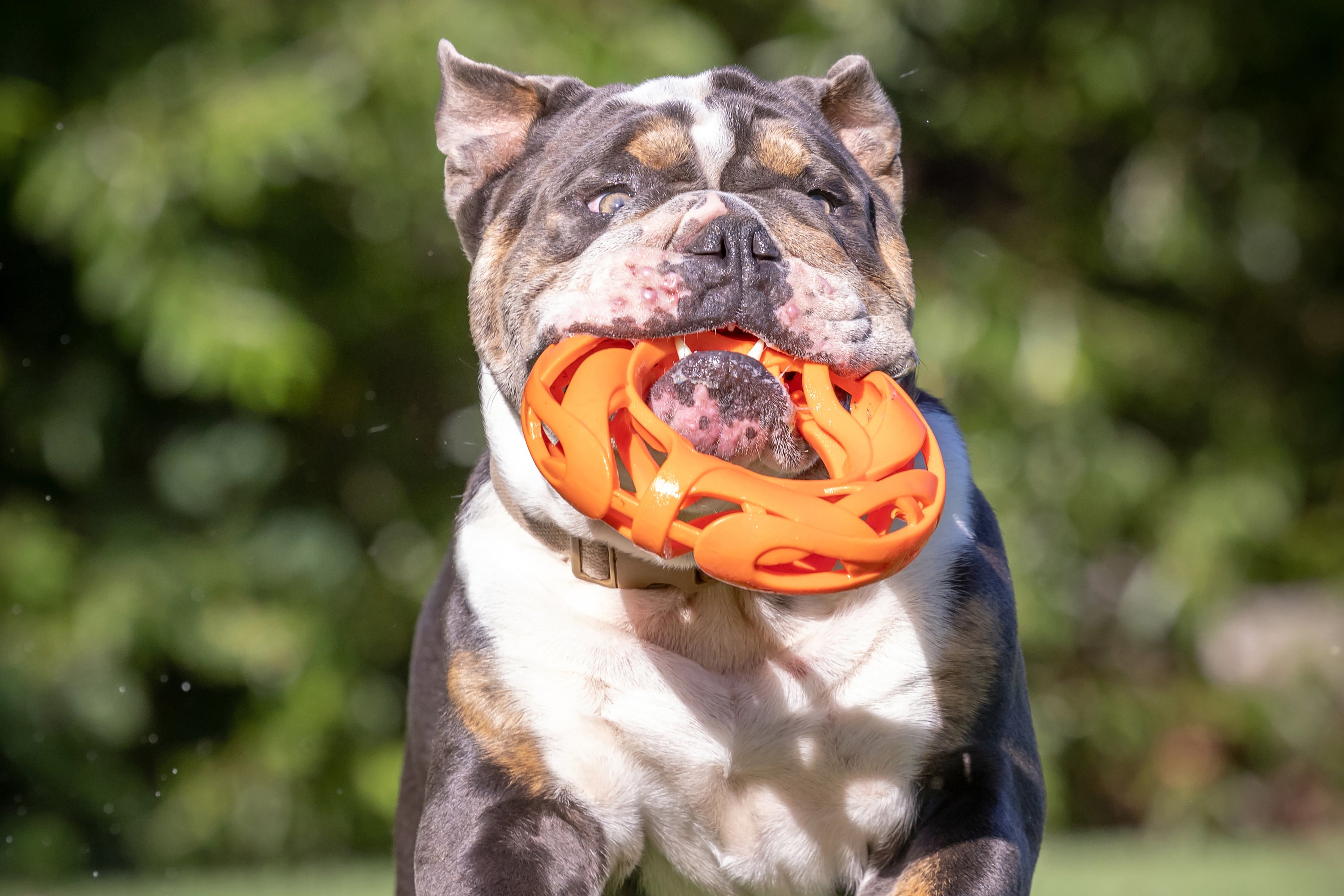 Chuckit! Air Fetch Football Dog Toy