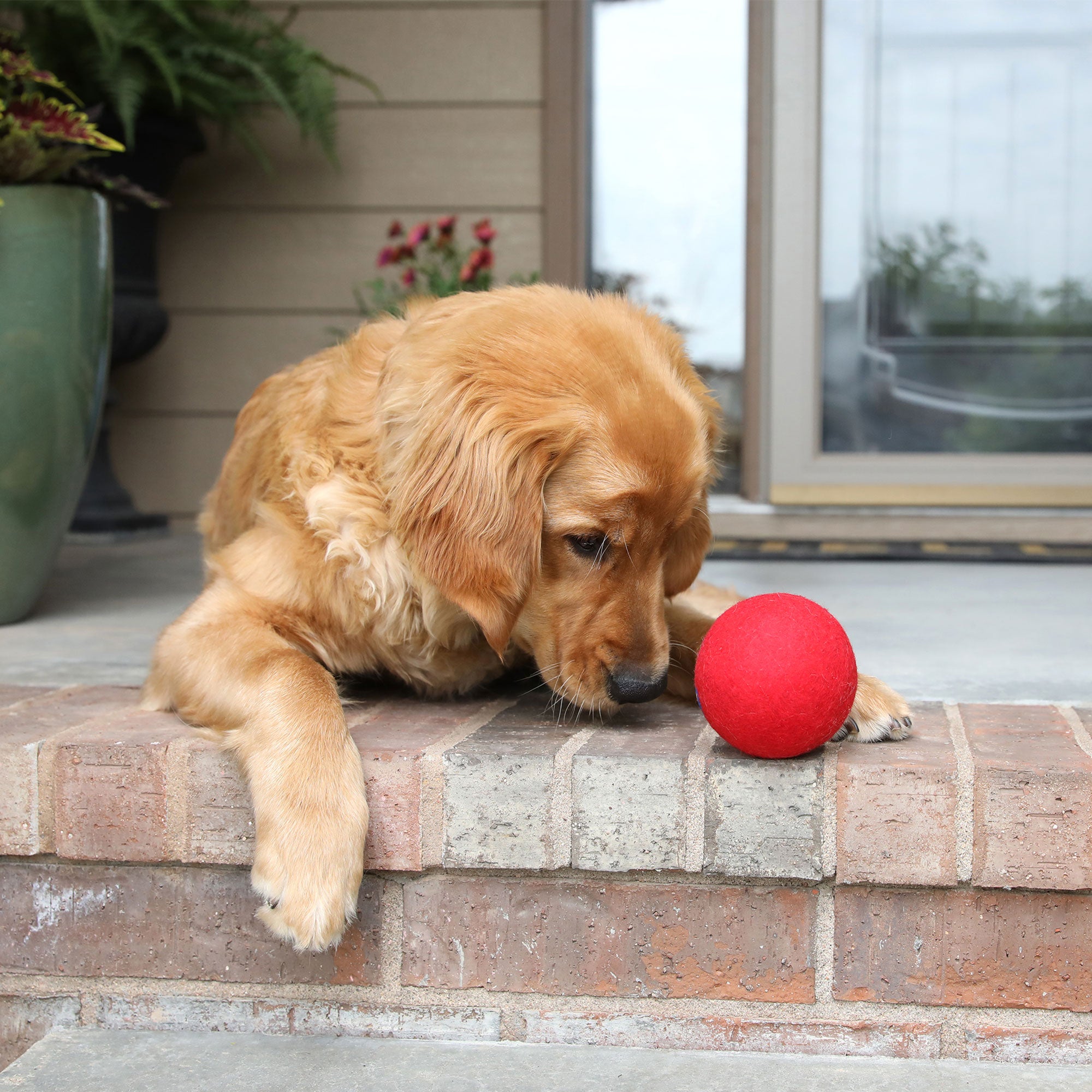 A golden retriever puppy lies on a brick porch, intently staring at its JW Wool-ee Ball by Jw in front of its paws, with a large green plant and house window as the backdrop to this moment of focused anticipation.