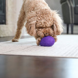 A curly-haired dog plays with a JW Wool-ee Football on a light rug in the living room, with a sofa and fireplace in the background—a perfect setting for fun with this antimicrobial toy from Jw.