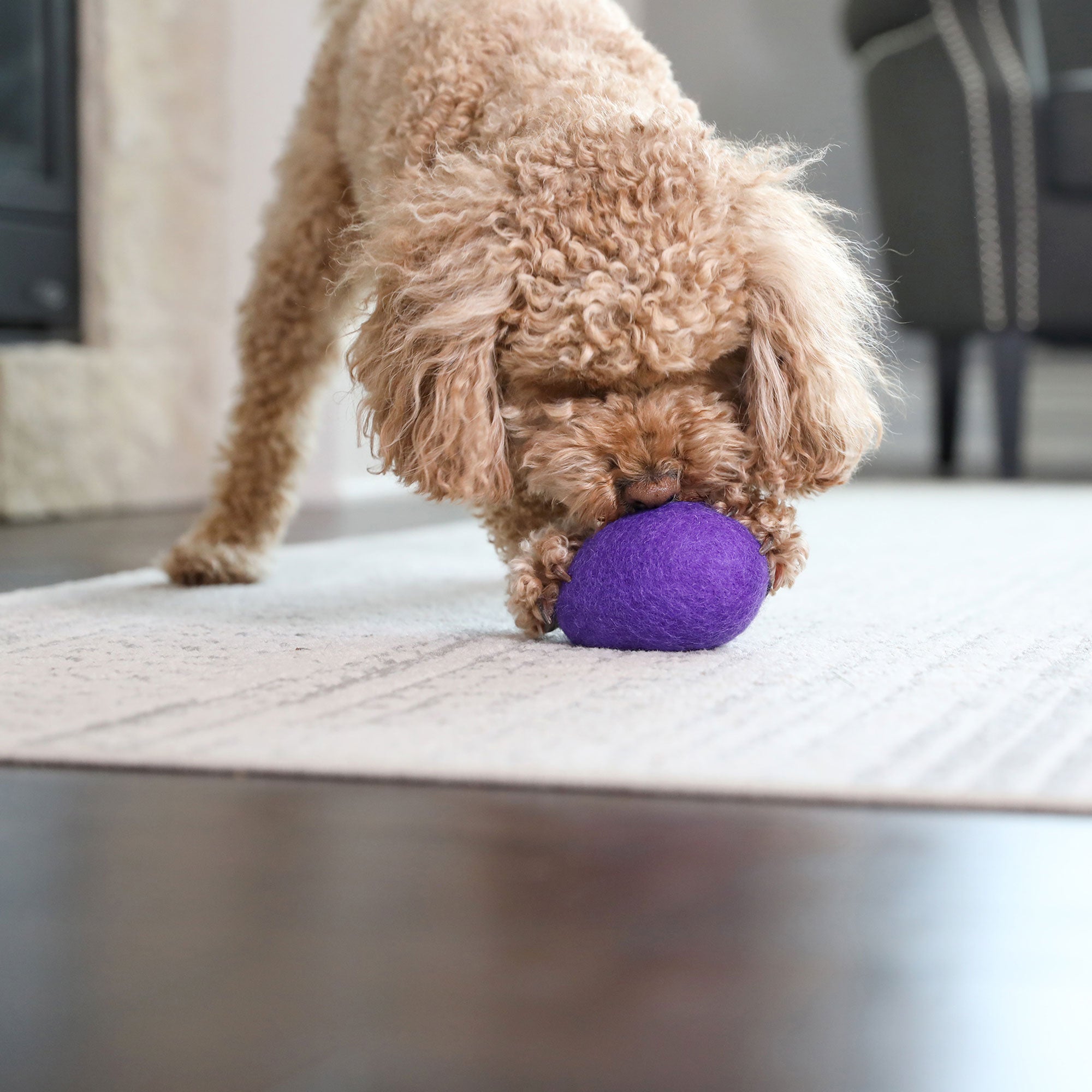 A curly-haired dog plays with a JW Wool-ee Football on a light rug in the living room, with a sofa and fireplace in the background—a perfect setting for fun with this antimicrobial toy from Jw.