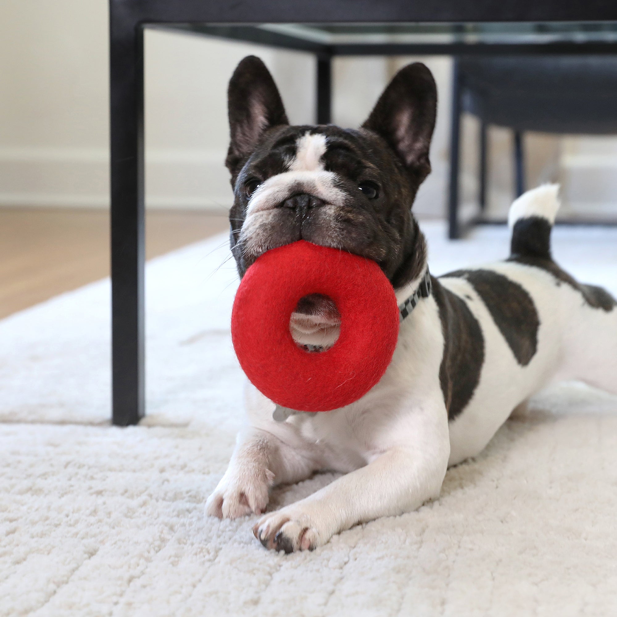 A French Bulldog lies on a natural wool rug with a JW Wool-ee Ring Dog Toy by Jw in its mouth. A table with metal legs is in the background, while the dog appears content and playful.