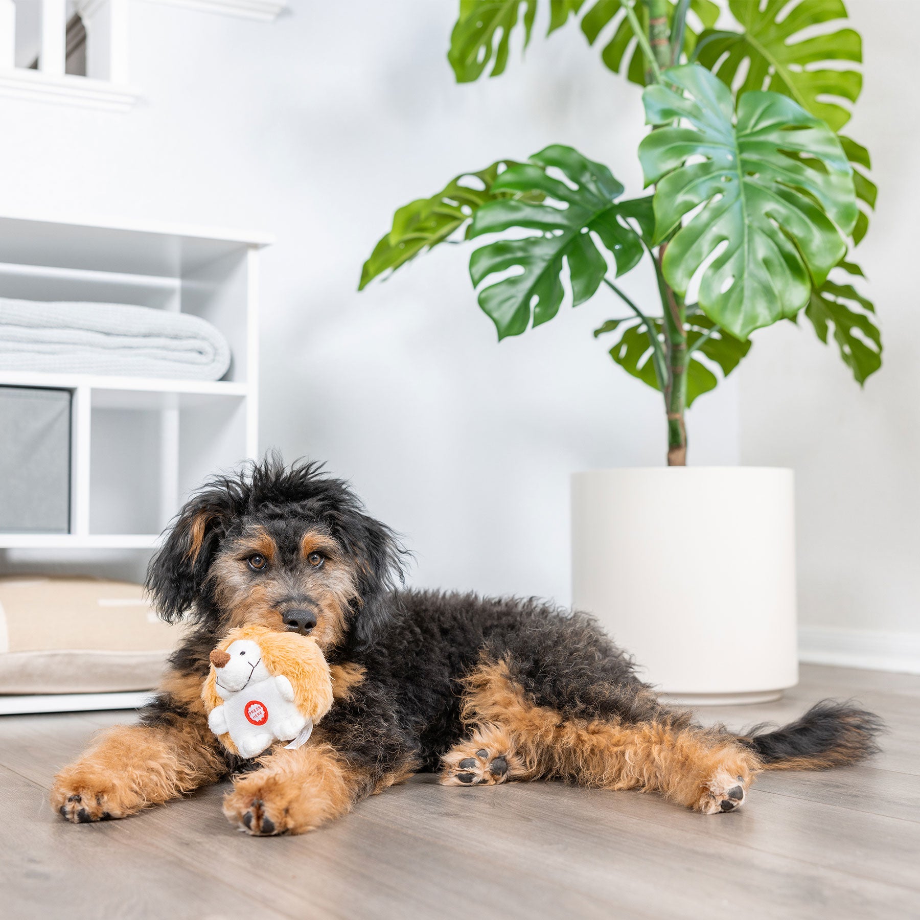A fluffy black and brown puppy lies on a wooden floor with its favorite Pet Qwerks Plush Chattering Hedgehog Dog Toy in its mouth. In the background, a potted plant with large green leaves complements a white shelving unit adorned with folded towels, ideal for cuddles and playtime.