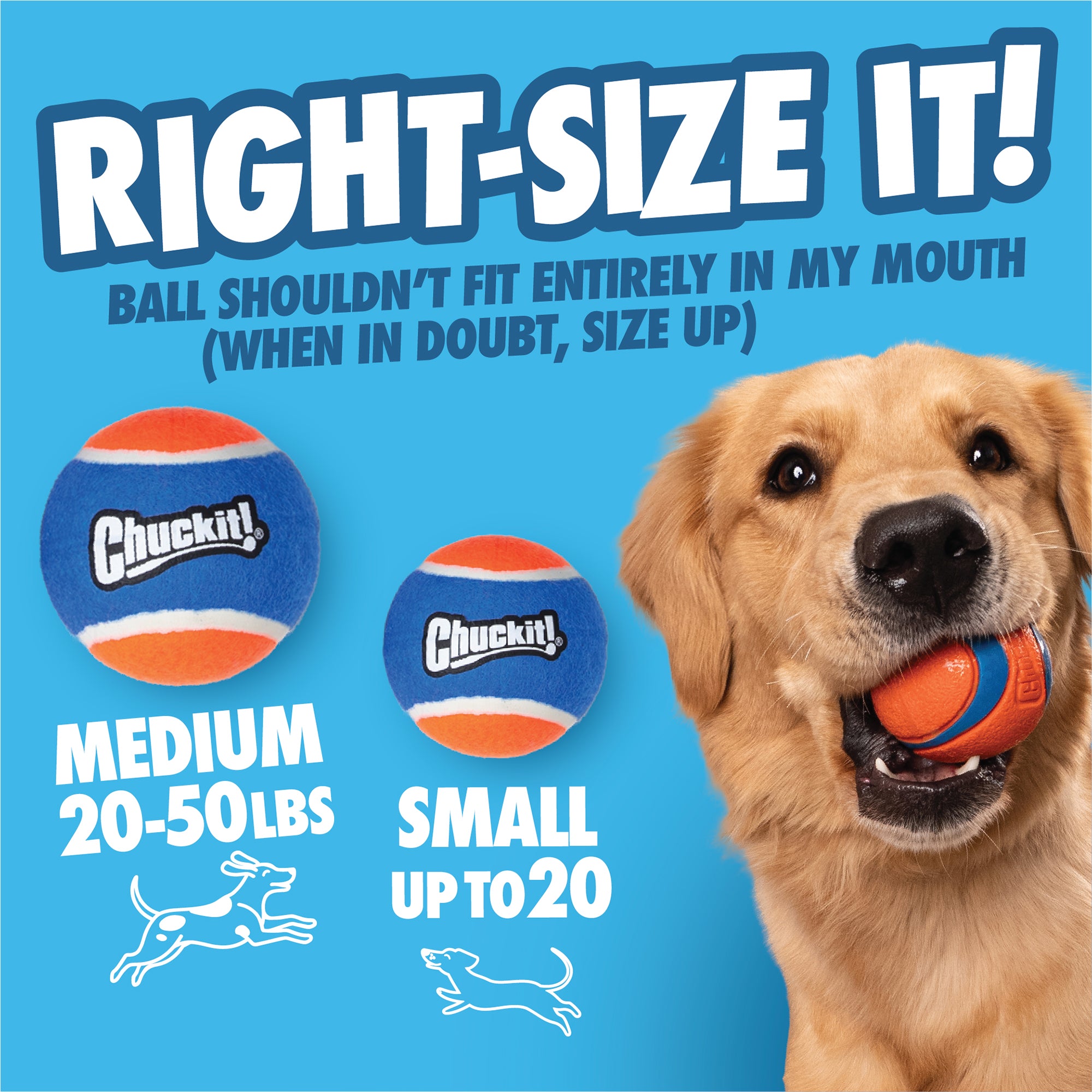 A happy golden retriever holds a Chuckit! ball as two labeled balls sit nearby. The text reminds you to choose a safe size—ideal for fun with your Chuckit! Cannon & Cannon Max Dog Ball Launcher from Chuckit!.