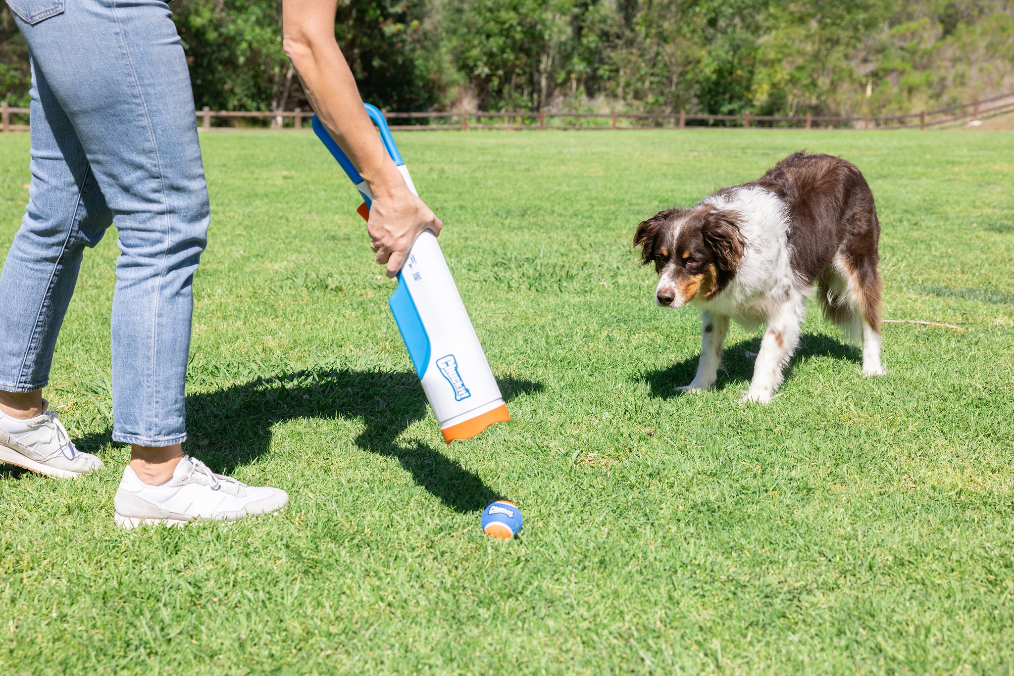 Wearing jeans and white sneakers, a person uses the Chuckit! Cannon & Cannon Max Dog Ball Launcher by Chuckit! to play fetch with a brown and white dog on a grassy field, as the dog eagerly watches the ball. Trees and a fence are in the background.