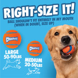 A golden retriever holds a Chuckit! tennis ball. Text says Right-Size It! Ball shouldn't fit entirely in my mouth (when in doubt, size up). The Chuckit! Ultra Ball Launcher 18" Medium—perfect for large and medium dogs—is by Chuckit.