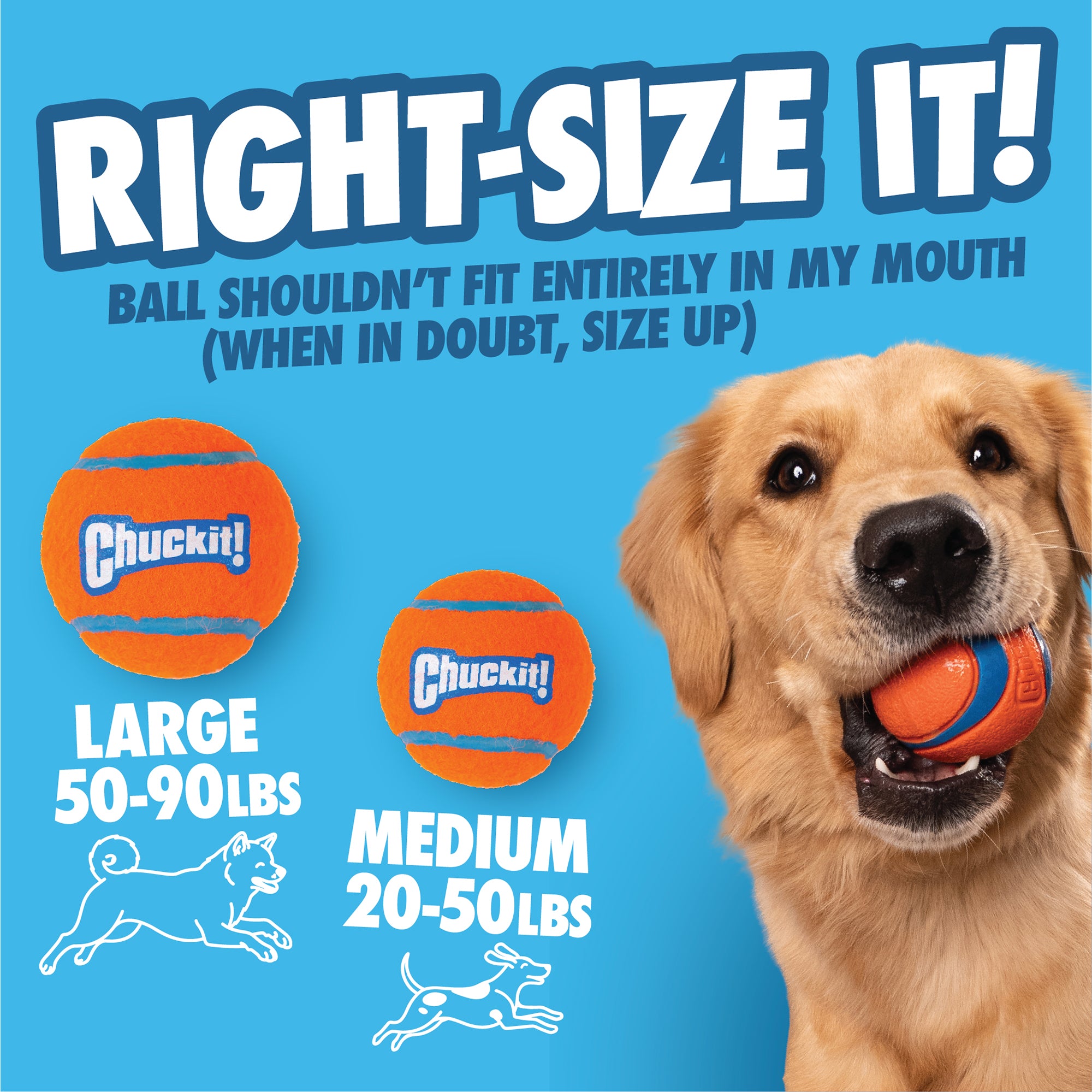 A golden retriever holds a Chuckit! tennis ball. Text says Right-Size It! Ball shouldn't fit entirely in my mouth (when in doubt, size up). The Chuckit! Ultra Ball Launcher 18" Medium—perfect for large and medium dogs—is by Chuckit.