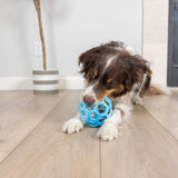 A brown and white dog lies on a wooden floor, holding a blue Chuckit! Hol-ee Roller ball from Chuckit! between its paws and mouth. A potted plant can be seen in the background.