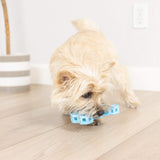 A small, light brown dog stands on a light wood floor, holding a blue Chuckit! Hol-ee Bone by Chuckit! in its mouth while looking down.