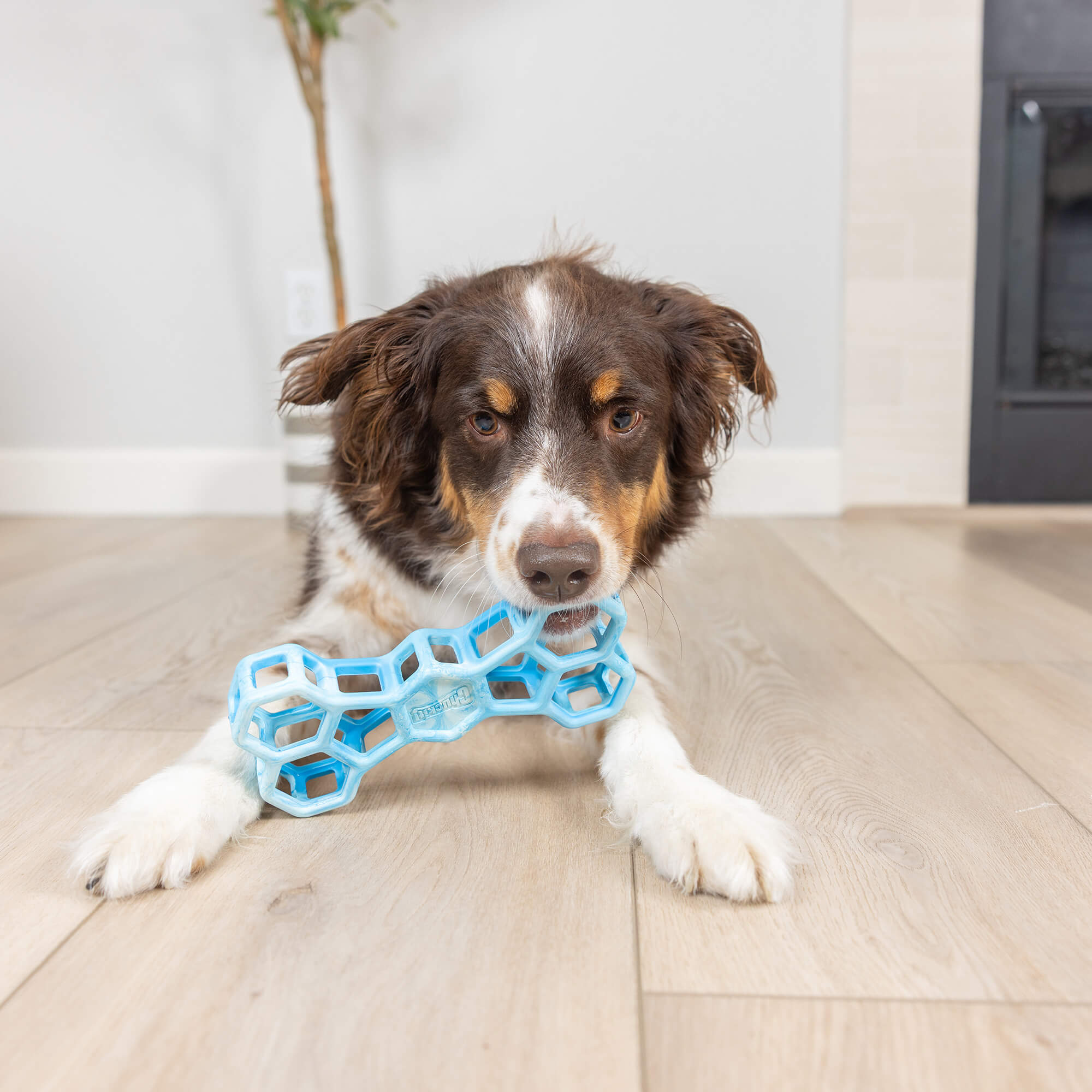 A brown and white dog lies on a wooden floor, chewing on a light blue Chuckit! Hol-ee Bone by Chuckit!. A plant and part of a fireplace are visible in the background.