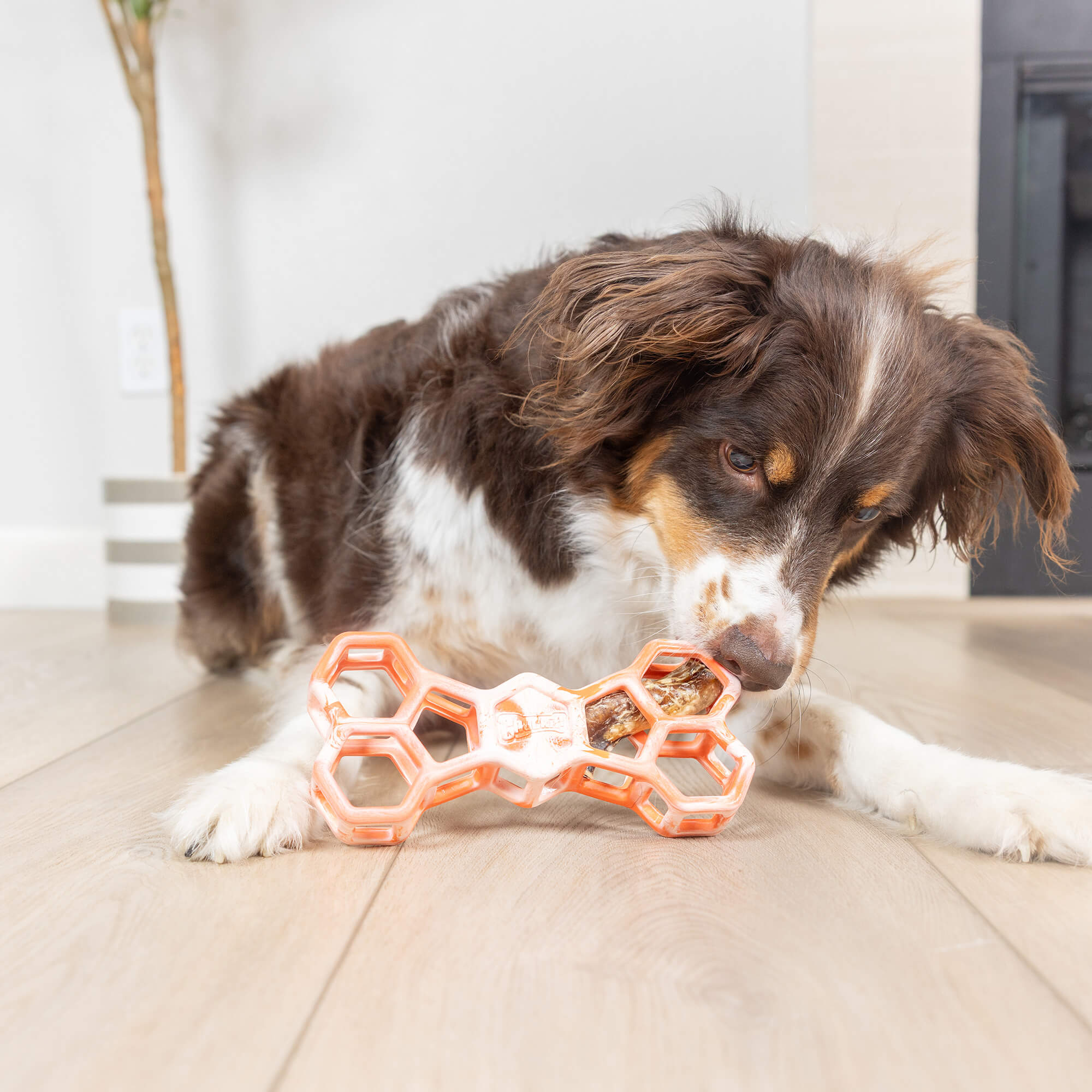 A brown and white dog lies on a wooden floor, chewing on a Chuckit! Hol-ee Bone by Chuckit!, filled with treats. A potted plant and part of a fireplace are visible in the background.
