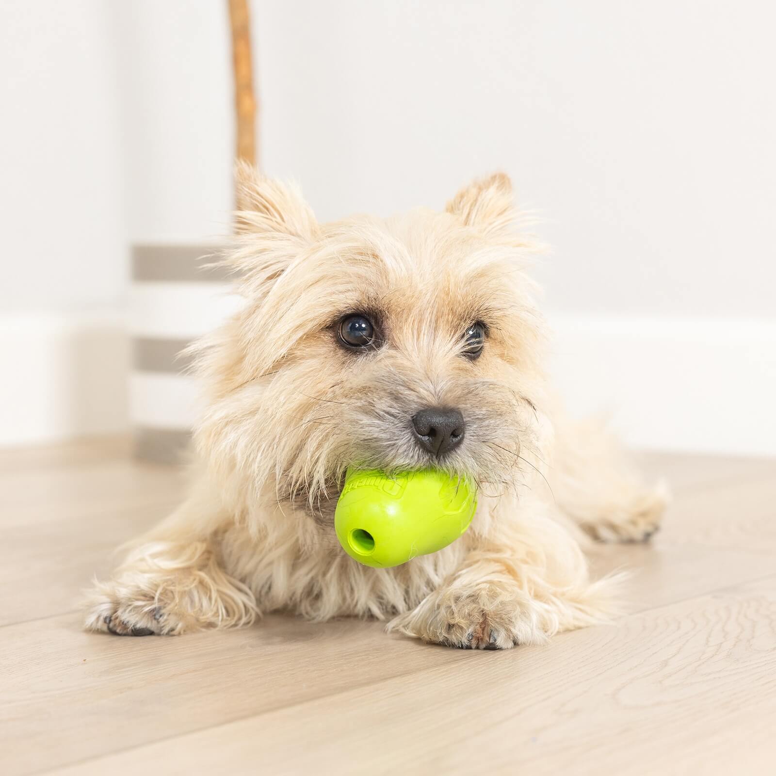 A small, fluffy tan dog lies on a light wooden floor, holding a bright green Chuckit! Tumble Teez Dog Treat Puzzle Toy by Chuckit! in its mouth and looking slightly to the side.