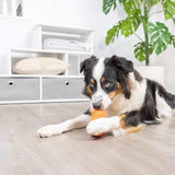 A black, white, and brown dog lies on a light floor, holding the Chuckit! Tumble Teez Dog Treat Puzzle Toy by Chuckit!. A plant, white shelving with drawers, and a cushion are visible in the background.
