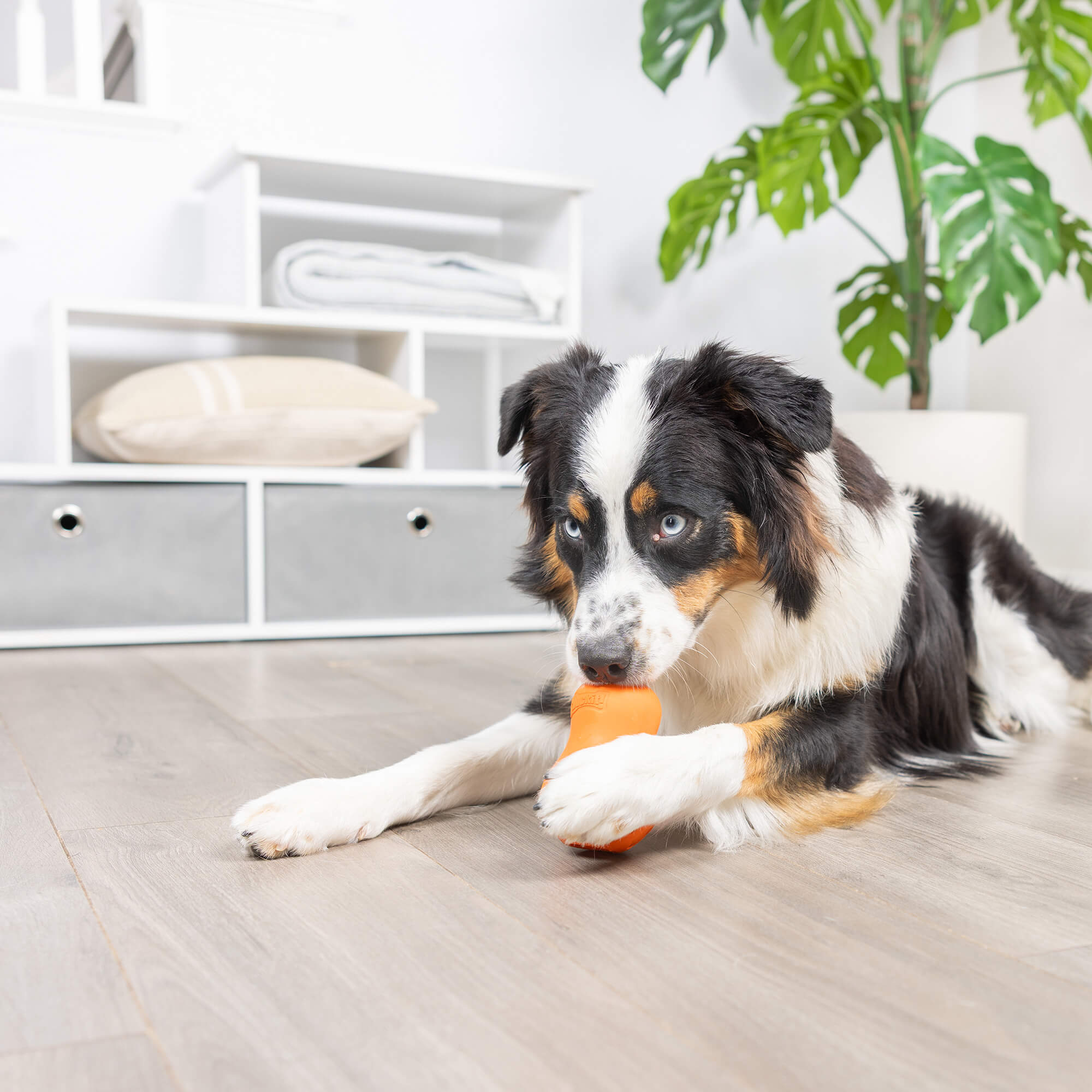 A black, white, and brown dog lies on a light floor, holding the Chuckit! Tumble Teez Dog Treat Puzzle Toy by Chuckit!. A plant, white shelving with drawers, and a cushion are visible in the background.