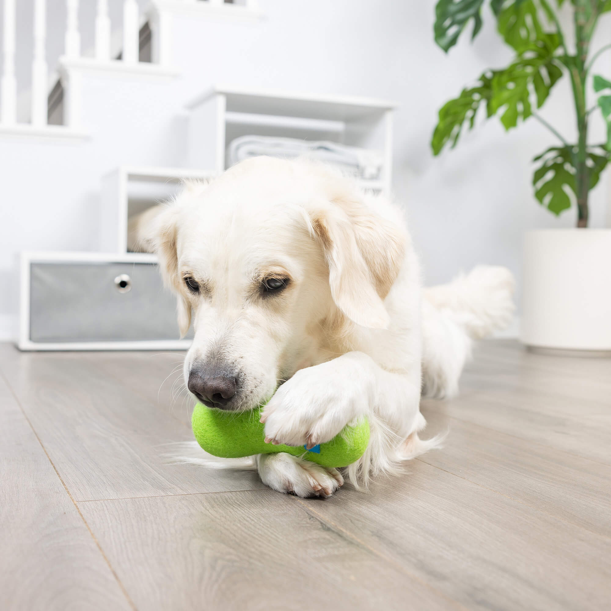 A golden retriever lies on a light wooden floor, holding a green Chuckit! Wool-ee Bone by Chuckit! in its paws and mouth. A white storage unit and a potted plant are visible in the background.