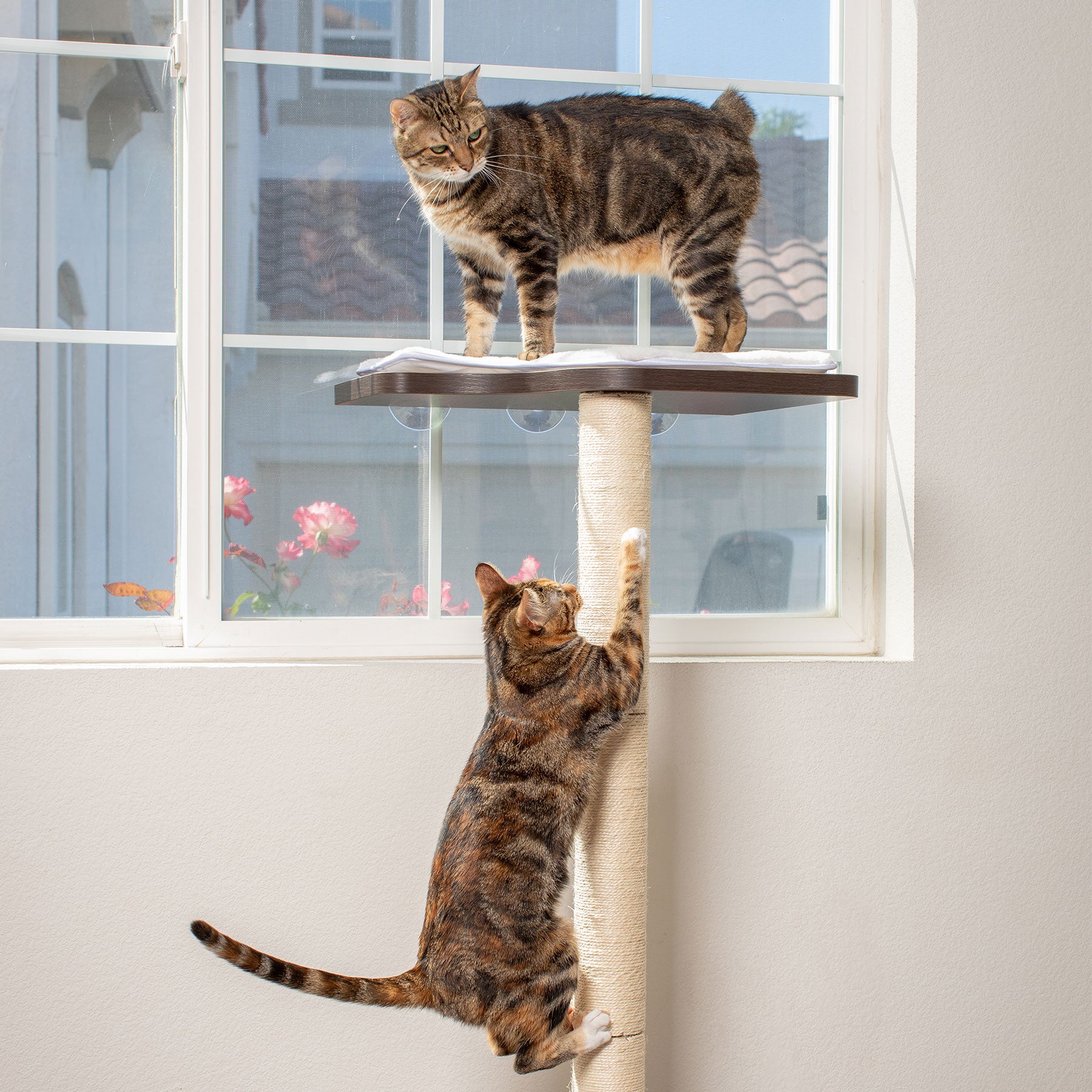 Two tabby cats enjoy their PetFusion Ultimate Cat Window Climbing Perch. One climbs the post while the other surveys from the perch. Sunlight streams in, providing a warm, enriching environment for their playful afternoon.