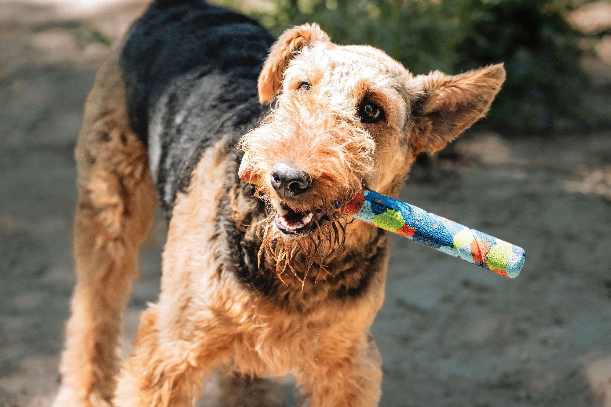 Fetch stick sales