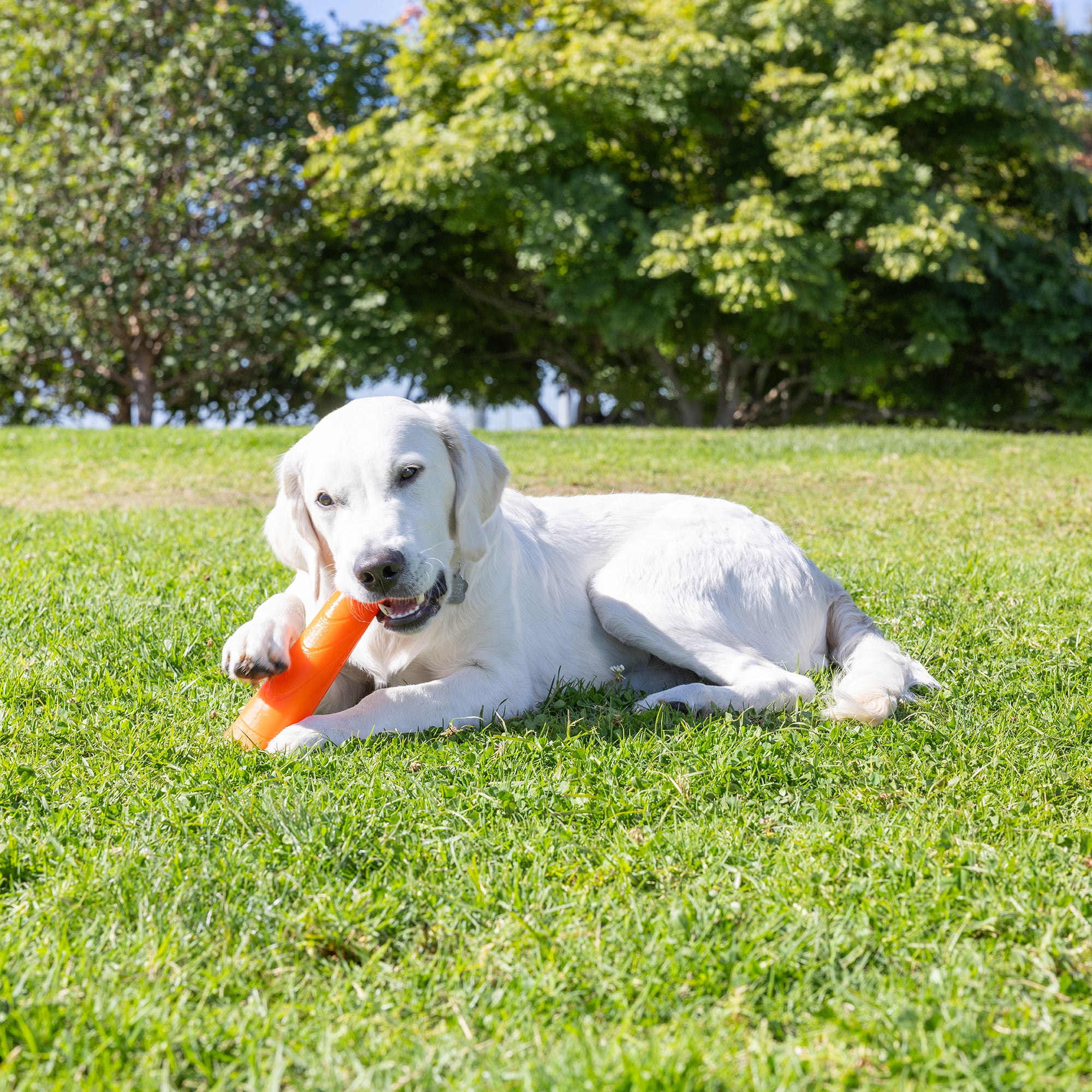 A white dog lies on green grass, clutching the durable Chuckit! Super Crunch Stick by Chuckit in its mouth, with trees and blue sky framing the scene.