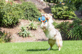 A dog with a fluffy coat joyfully jumps on a grassy lawn, expertly catching the Chuckit Giggle Fumble Fetch ball. This interactive toy from Chuckit adds excitement to the sunny backdrop of leafy greenery and shrubs.