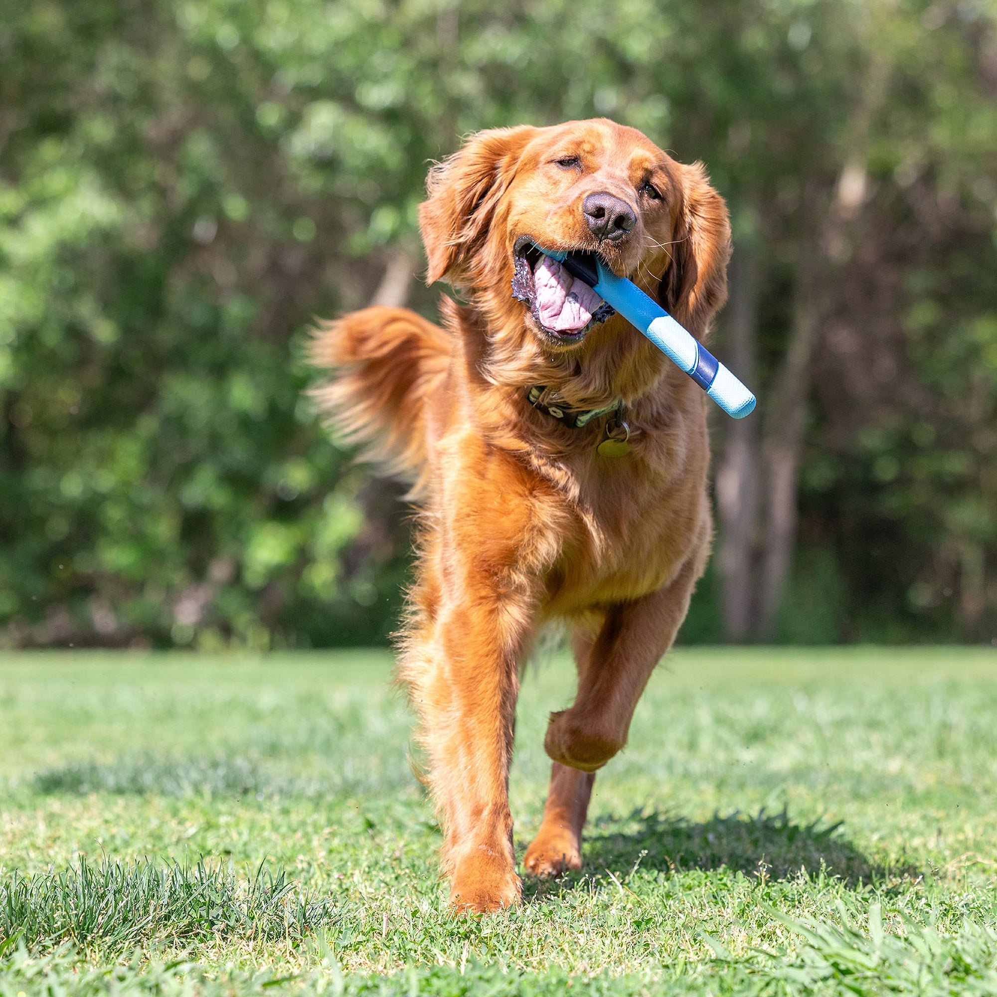 Chuckit! Sniff Fetch Stick With Bacon Scent | Petmate