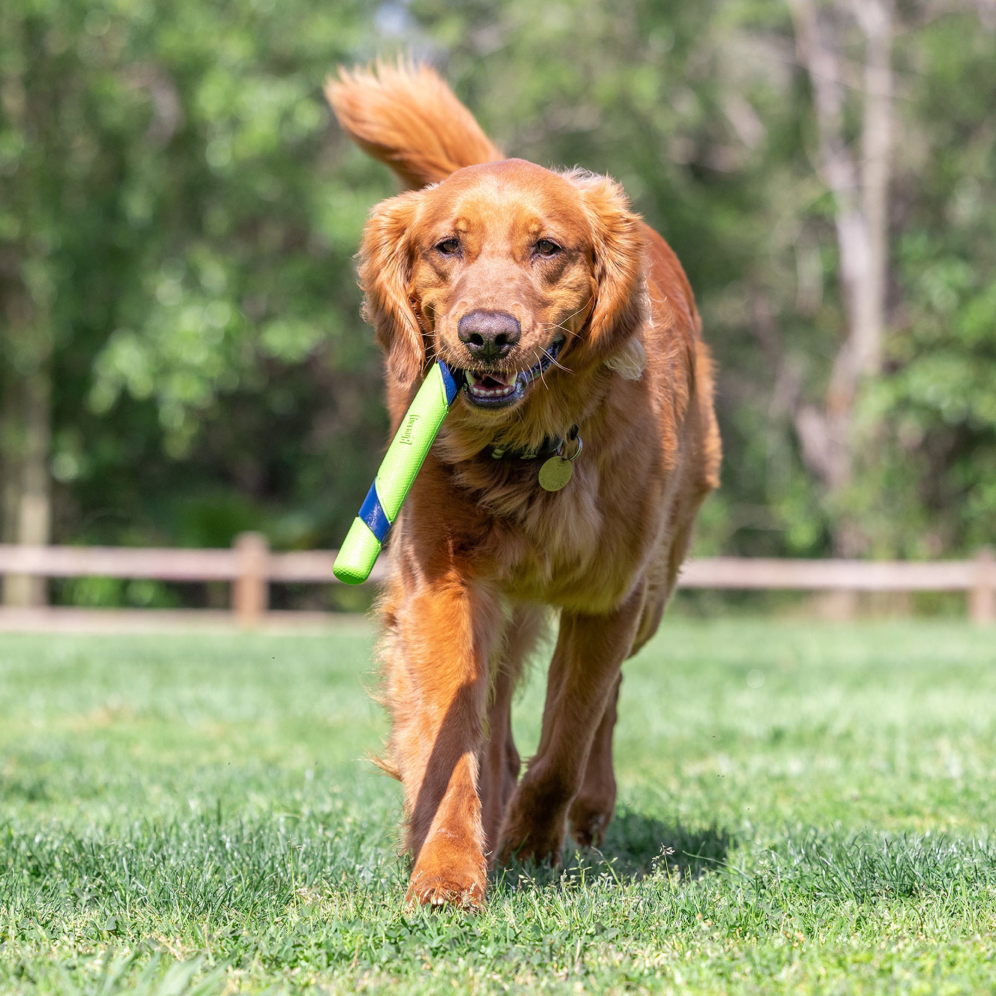 A golden retriever joyfully runs on grass with a Chuckit! Sniff Fetch Stick Dog Toy in its mouth, featuring a peanut butter scent. The happy dog wags its tail, surrounded by a blurred backdrop of trees and a wooden fence.