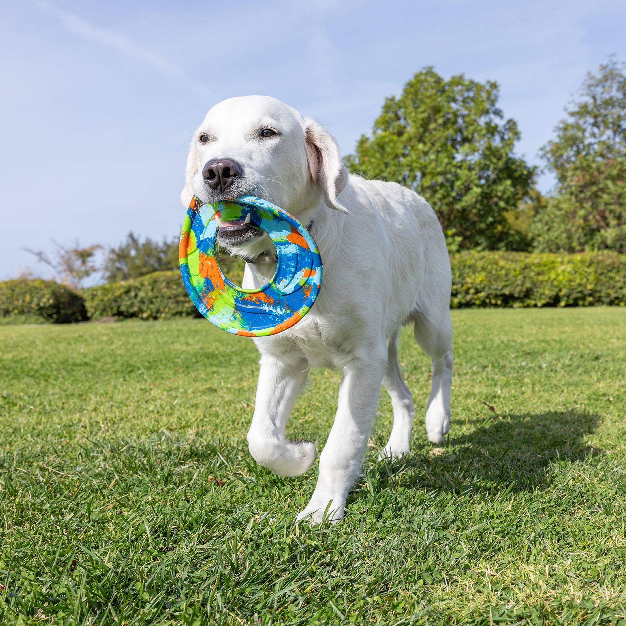 A white dog joyfully carries the Chuckit! EcoFetch Recycled Rubber Flyer by Chuckit in its mouth while walking on a lush green lawn, with trees and a clear blue sky in the background.