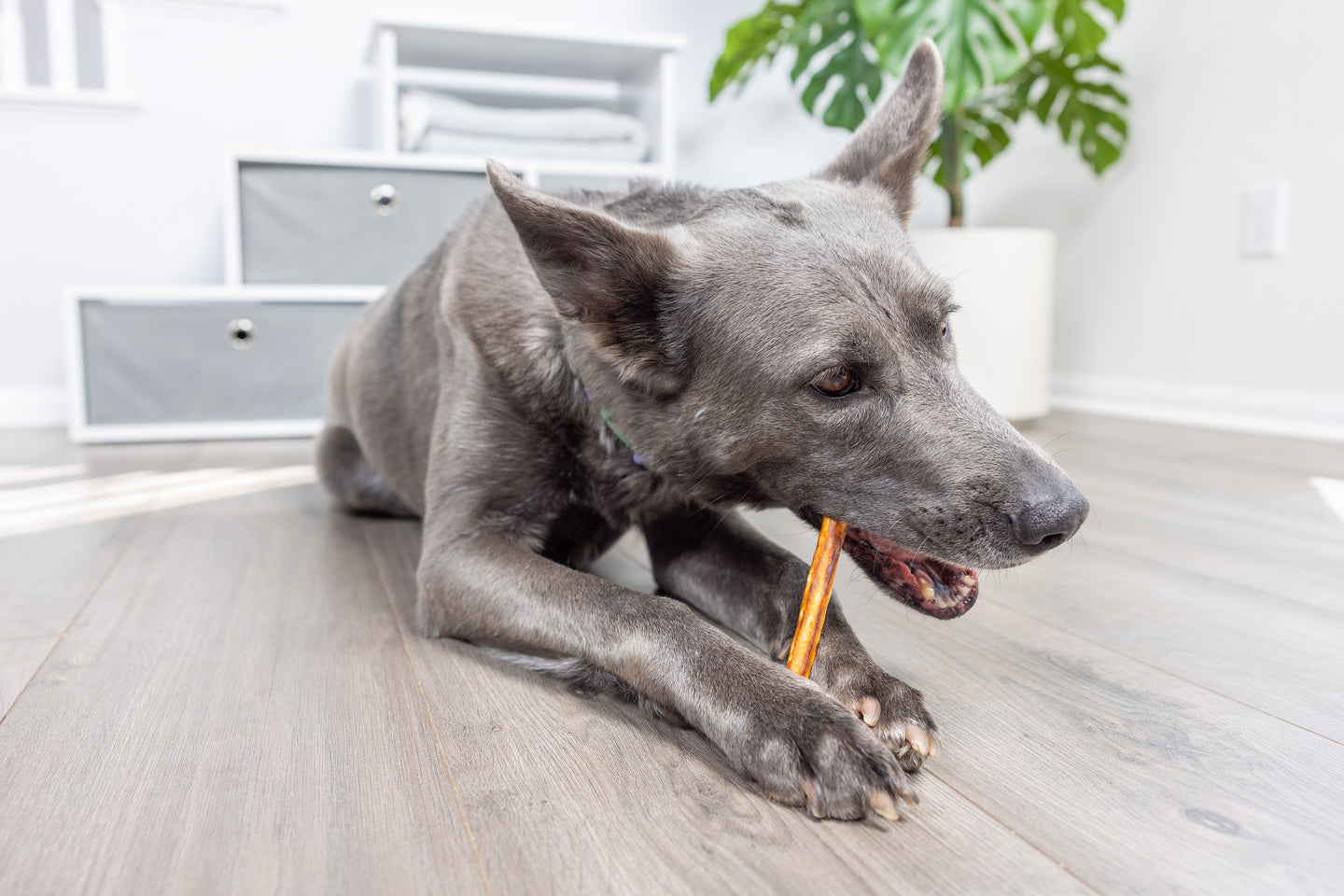 A gray dog lies on a wooden floor indoors, chewing on Wild Eats Collagen Venison Recipe Sticks with its front paws. In the background, shelves and a green plant are visible.